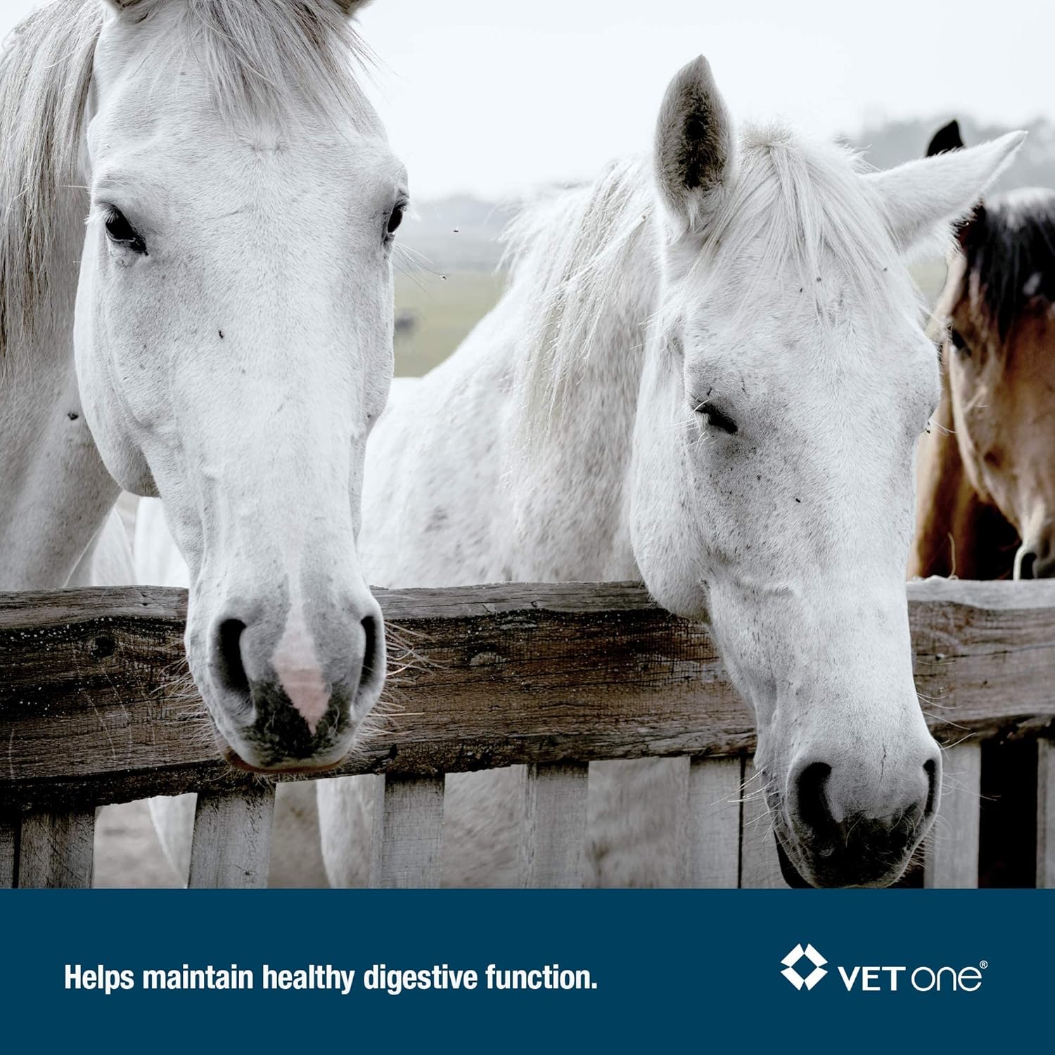 Advita™ Apple Flavored Probiotic Paste for Horses - 30g Tube | Enhance Digestion with Horse Probiotic Supplement