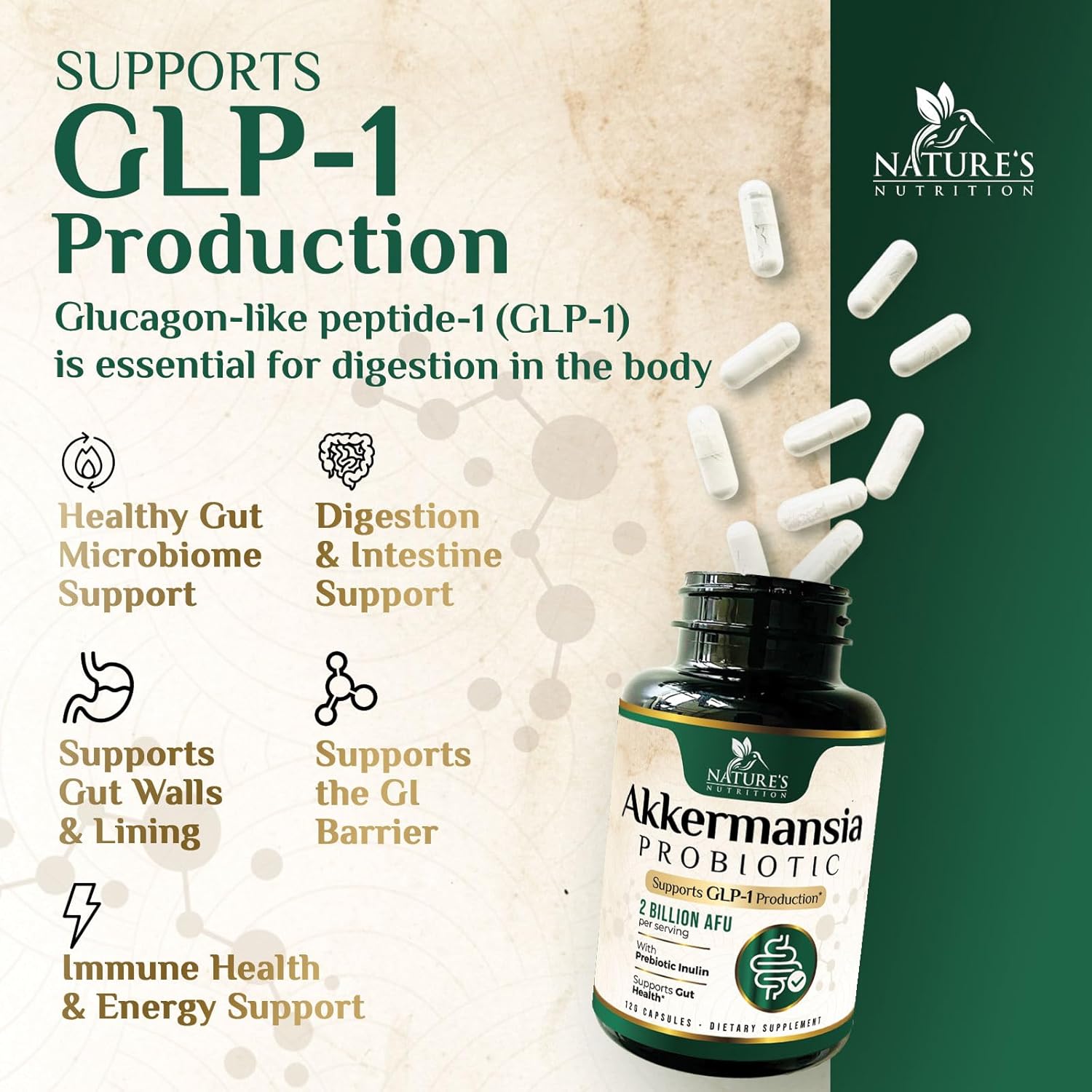 Akkermansia Probiotic Supplement with Prebiotic Fiber for Digestive Health - 120 Capsules