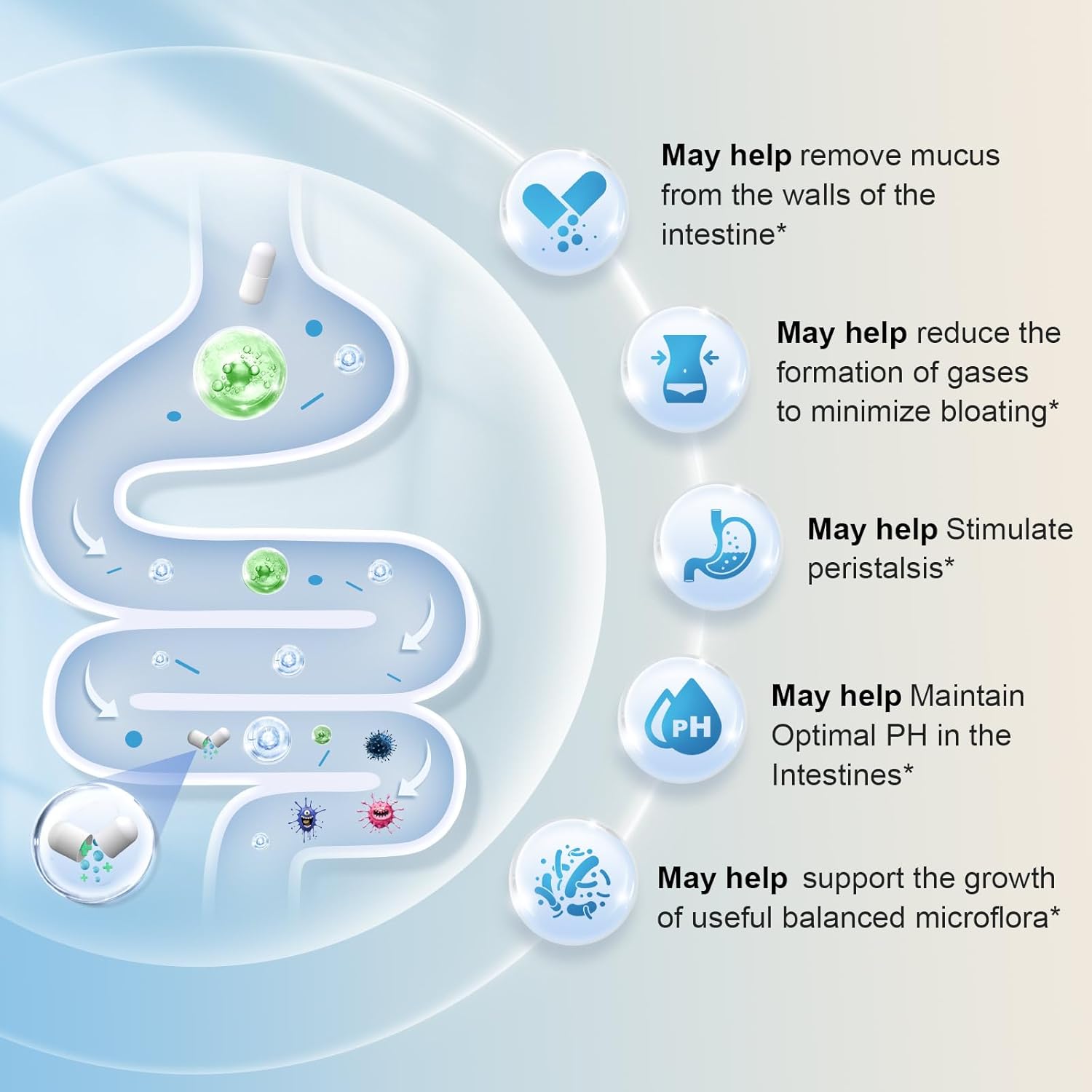 Akkermansia Probiotic with 300 Billion AFU for Digestive & Immune Health - 60 Capsules