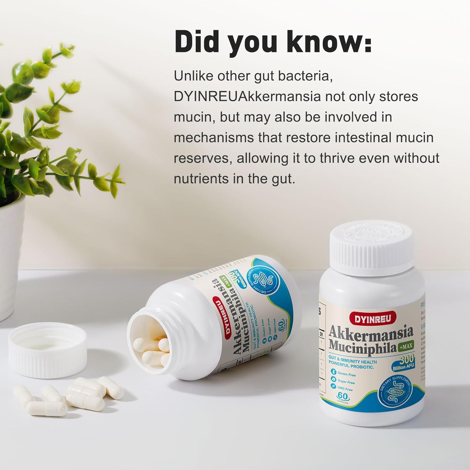 Akkermansia Probiotic with 300 Billion AFU for Digestive & Immune Health - 60 Capsules