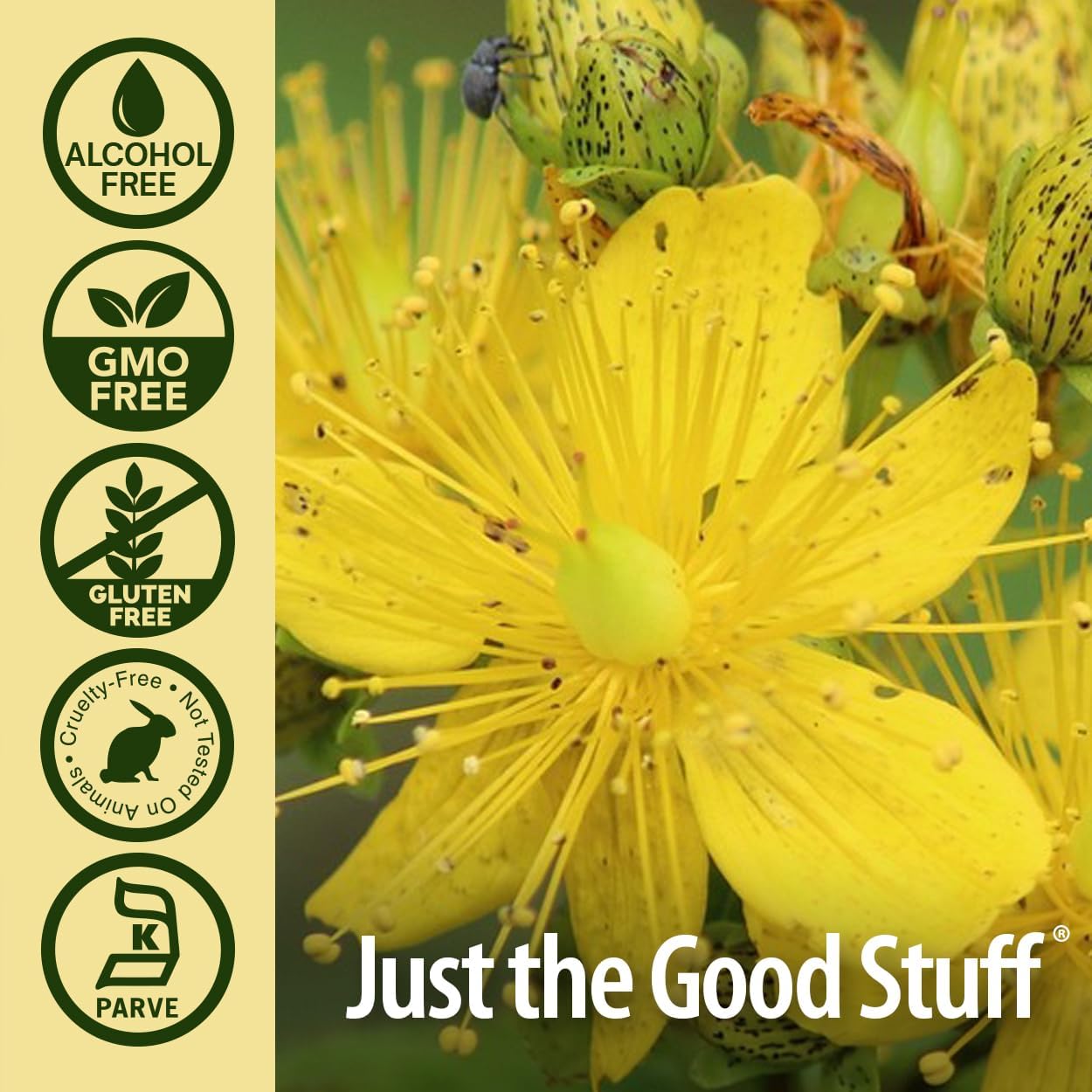 Alcohol-Free St. John's Wort Liquid Extract for Healthy Mood Support - Non-GMO, Kosher & Gluten-Free 1oz