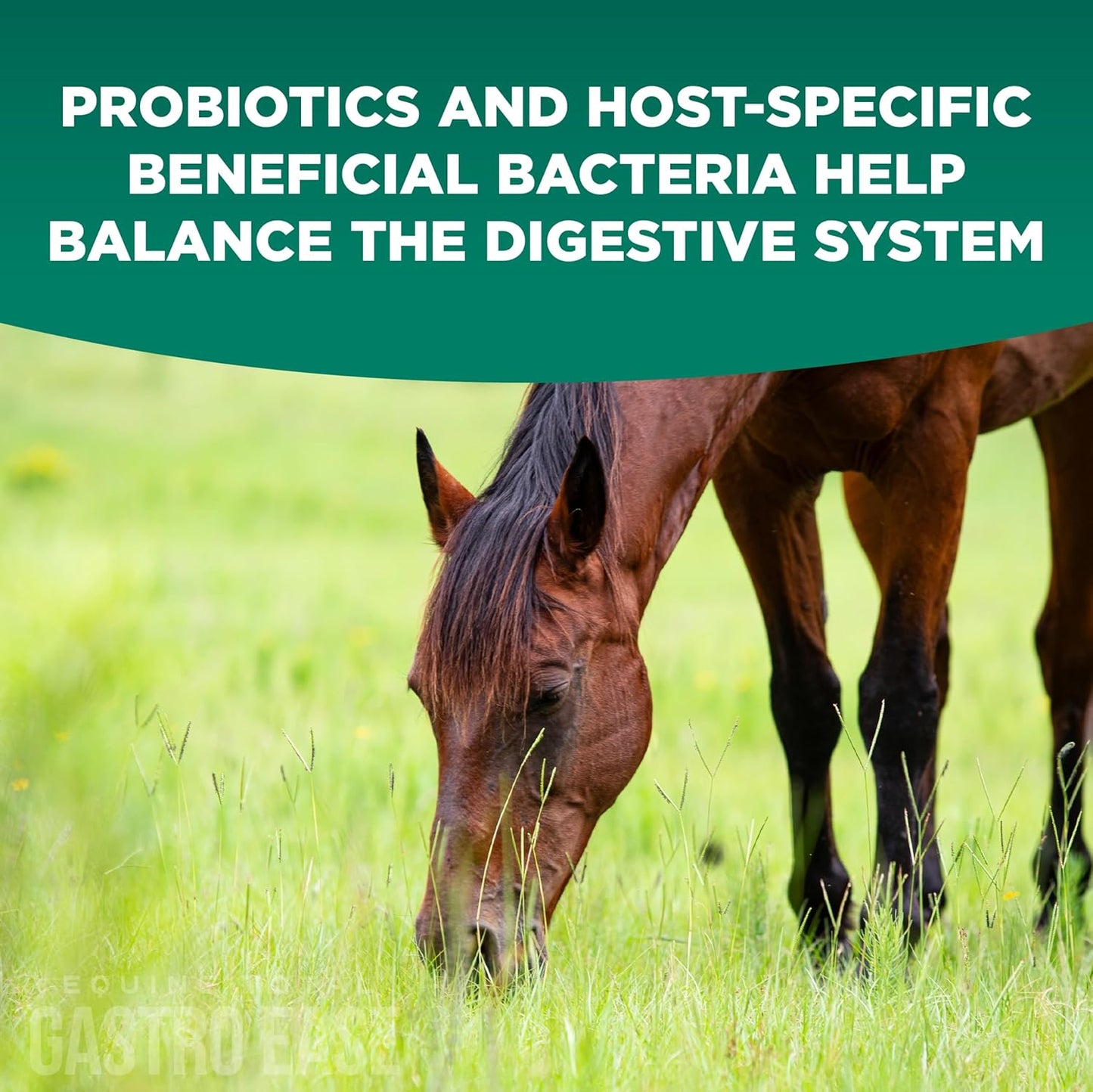 All-Natural Equine Digestive Supplement with Bovine Colostrum - Prevents Ulcers and Promotes Digestive Health - Calming Formula - Made in USA