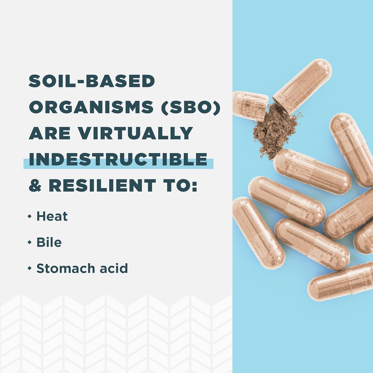 Ancient Nutrition SBO Probiotics Men's 60 Ct - Gut Health & Immune Support, 25 Billion CFUs * - Boosts Muscle Mass & Fat Metabolism