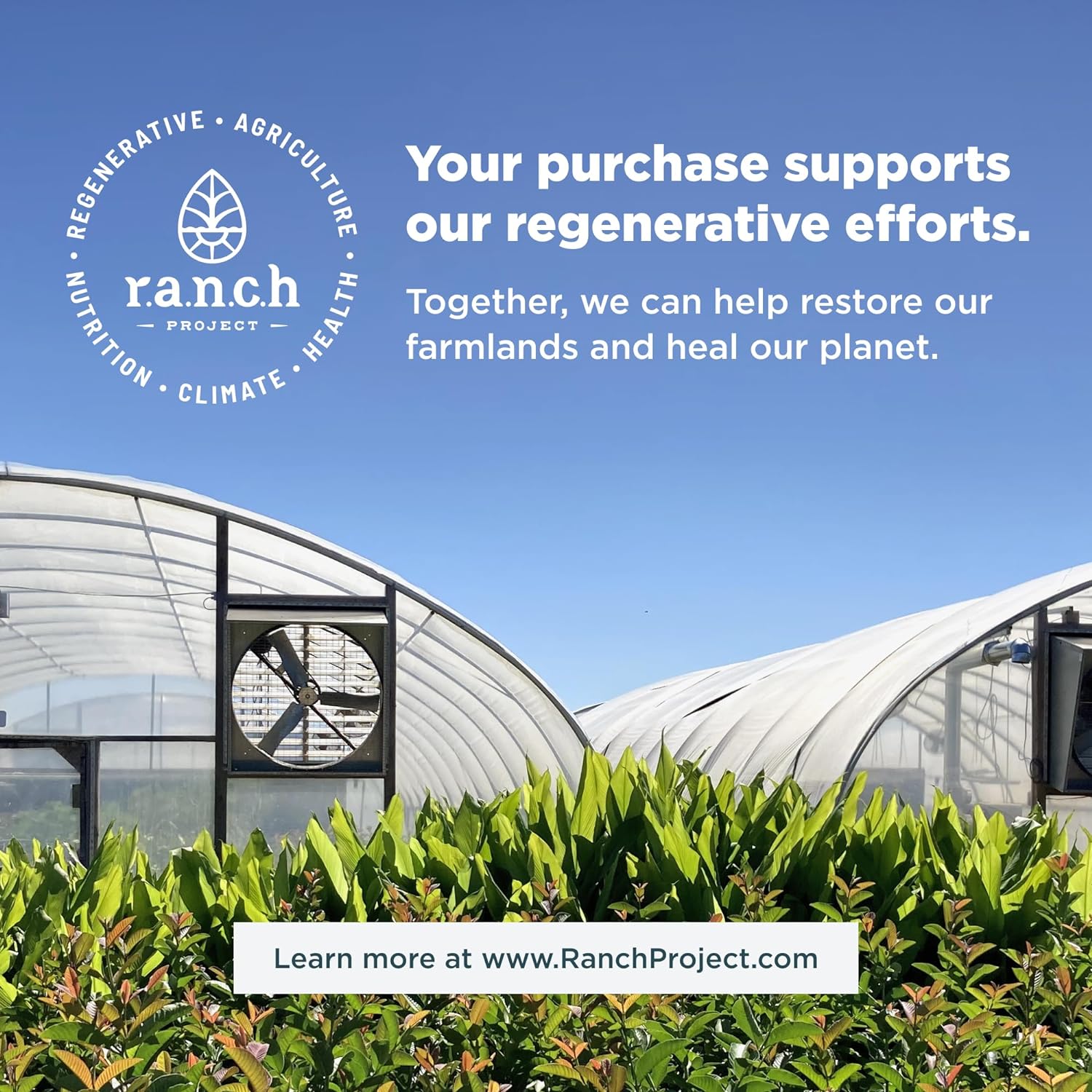 Ancient Nutrition SBO Probiotics Ultimate 50 Billion CFUs, Digestive & Immune Support, Gluten Free, Superfoods Blend - 60 Capsules (2 Pack)