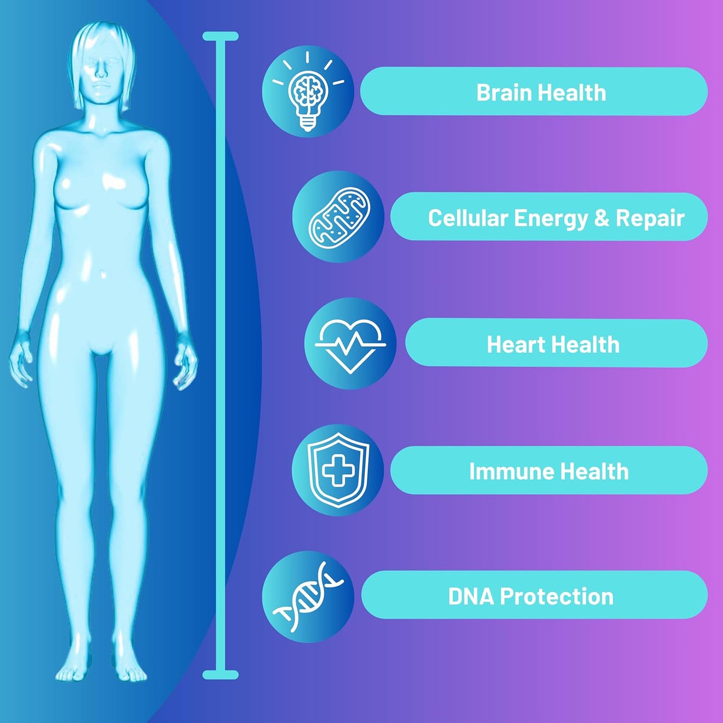 Anti Aging NAD Supplement with Nicotinamide Riboside, Resveratrol, Quercetin, and Betaine - RiboYOUNG™ Formula