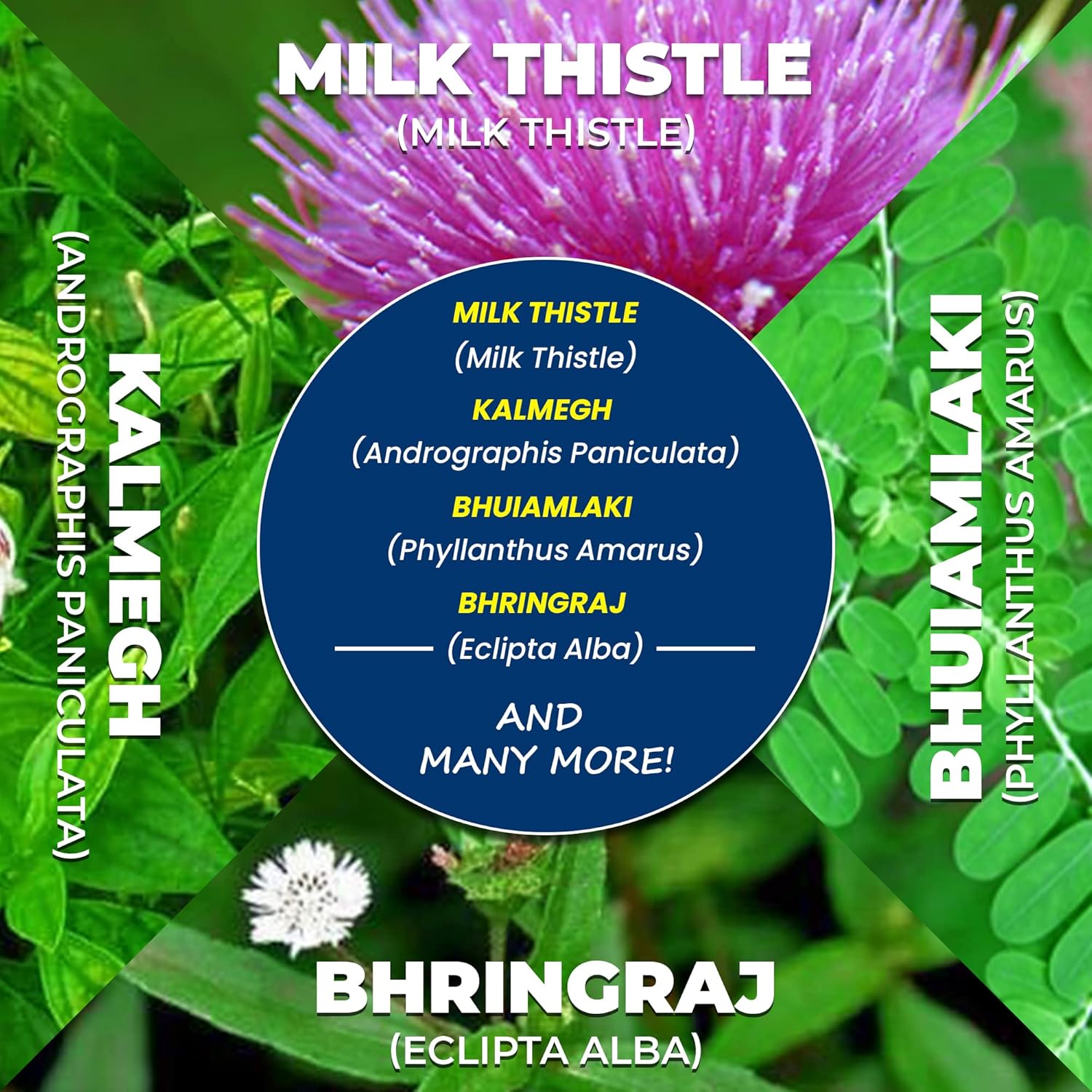 AYURVEDASHREE Liver Support Supplement - 13 Powerful Herbs for Healthy Liver - Vegan & Gluten-Free - 60 Caplets