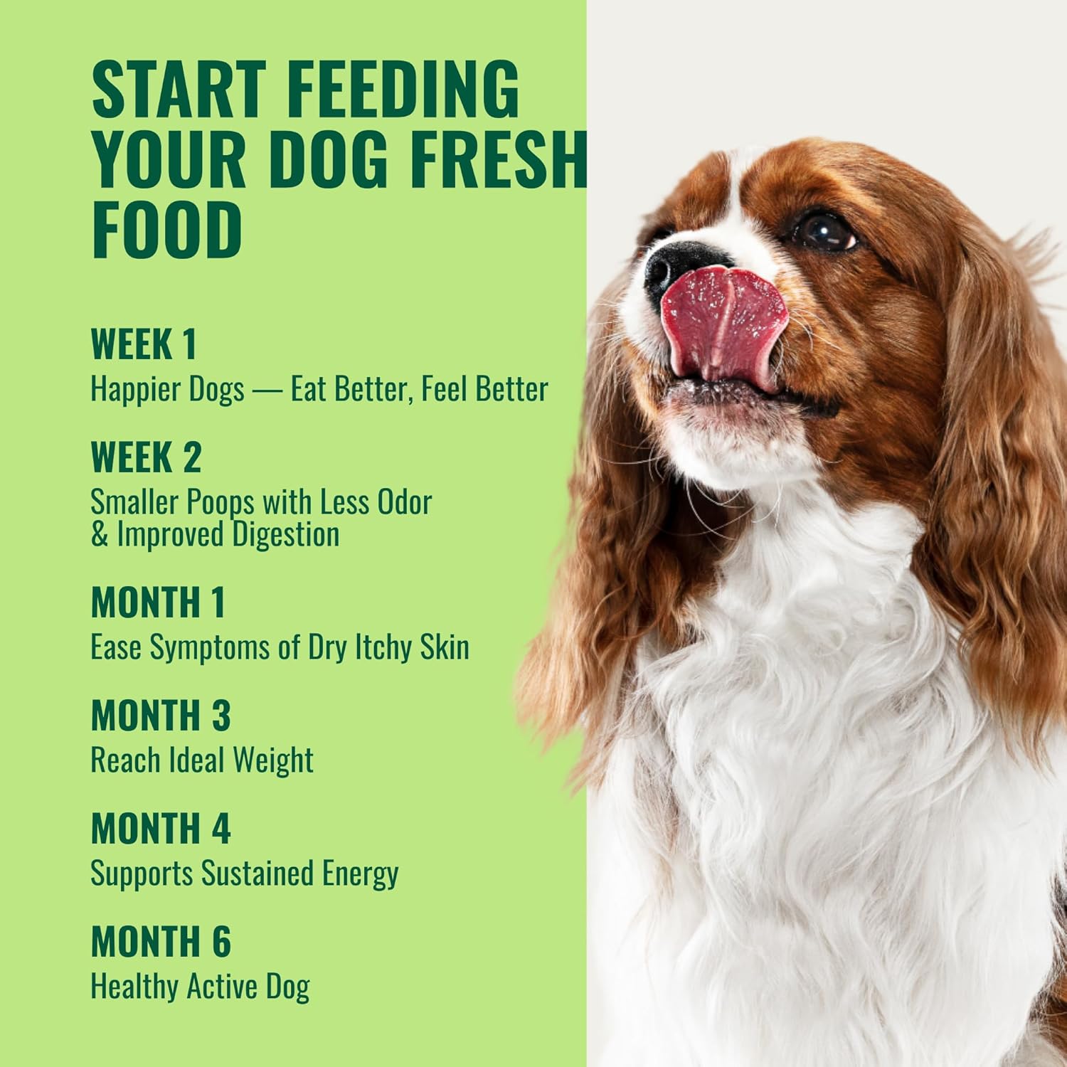 Azestfor USA-Made Homemade Dog Food Supplement - Holistic Whole Food Diets - All Breeds - Puppy to Adult - 16oz Powder