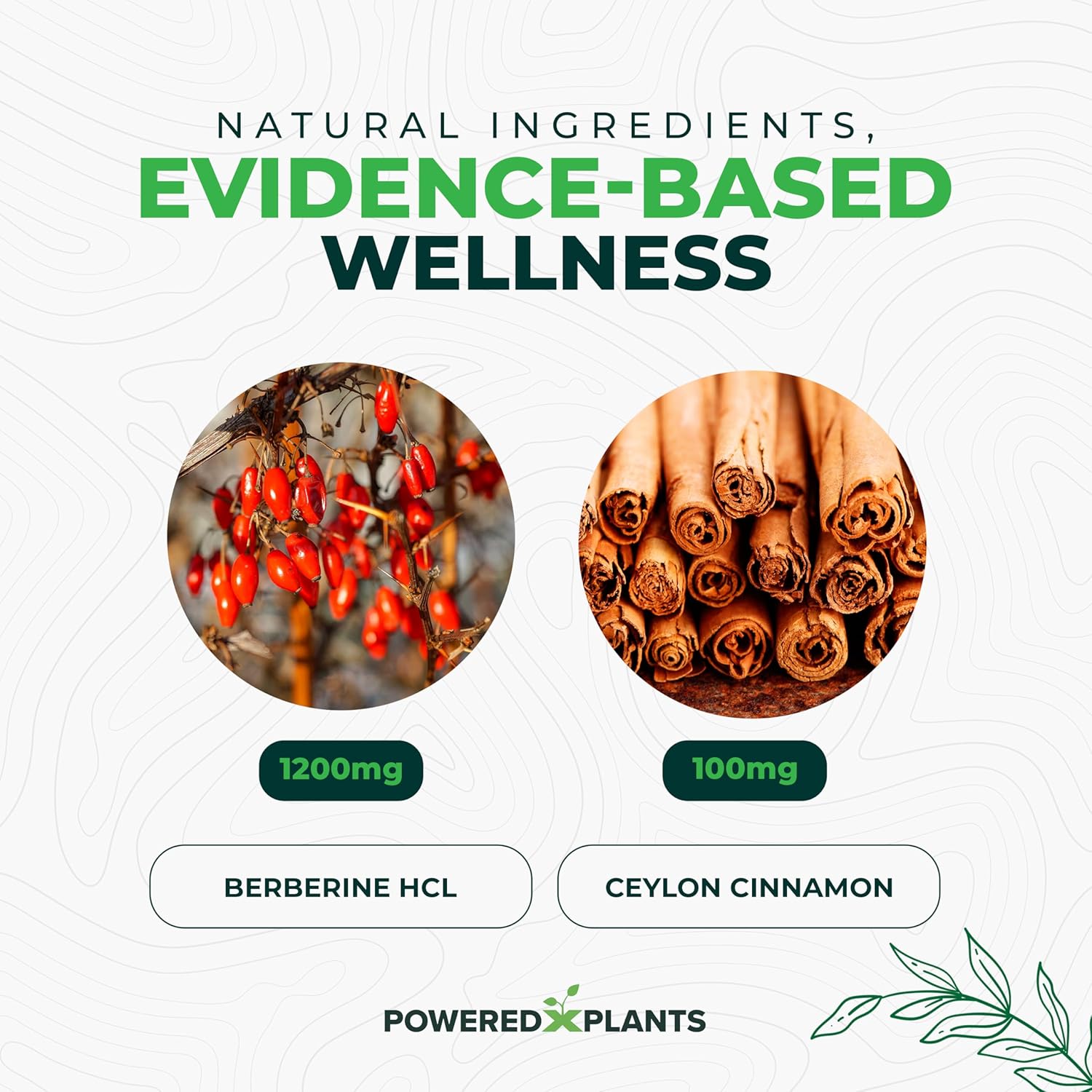 Berberine & Ceylon Cinnamon Supplement for Metabolism & Immune Support - 1300mg, 2 Pack, 120 Servings