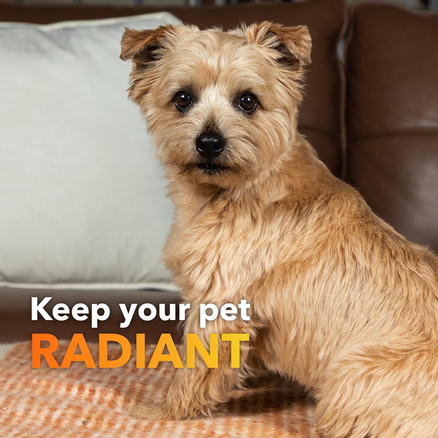 BioRadiant Skin and Coat Supplement for Dogs - Natural Alternative with Carrots, Coconut, Omega 3's, Biotin, and Zinc