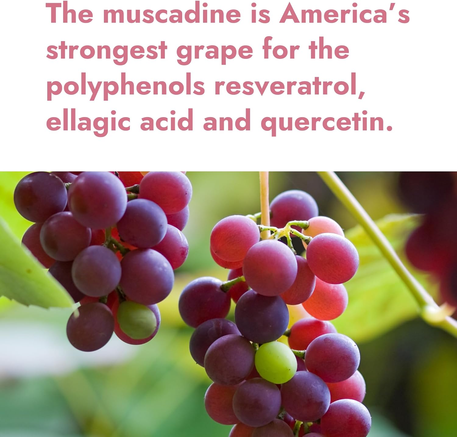 Boost Brain Health with MUSCADINEX Upgrade - Unlock the Benefits of Resveratrol, Ellagic Acid, and Quercetin from American Muscadines! Limited Time Offer!