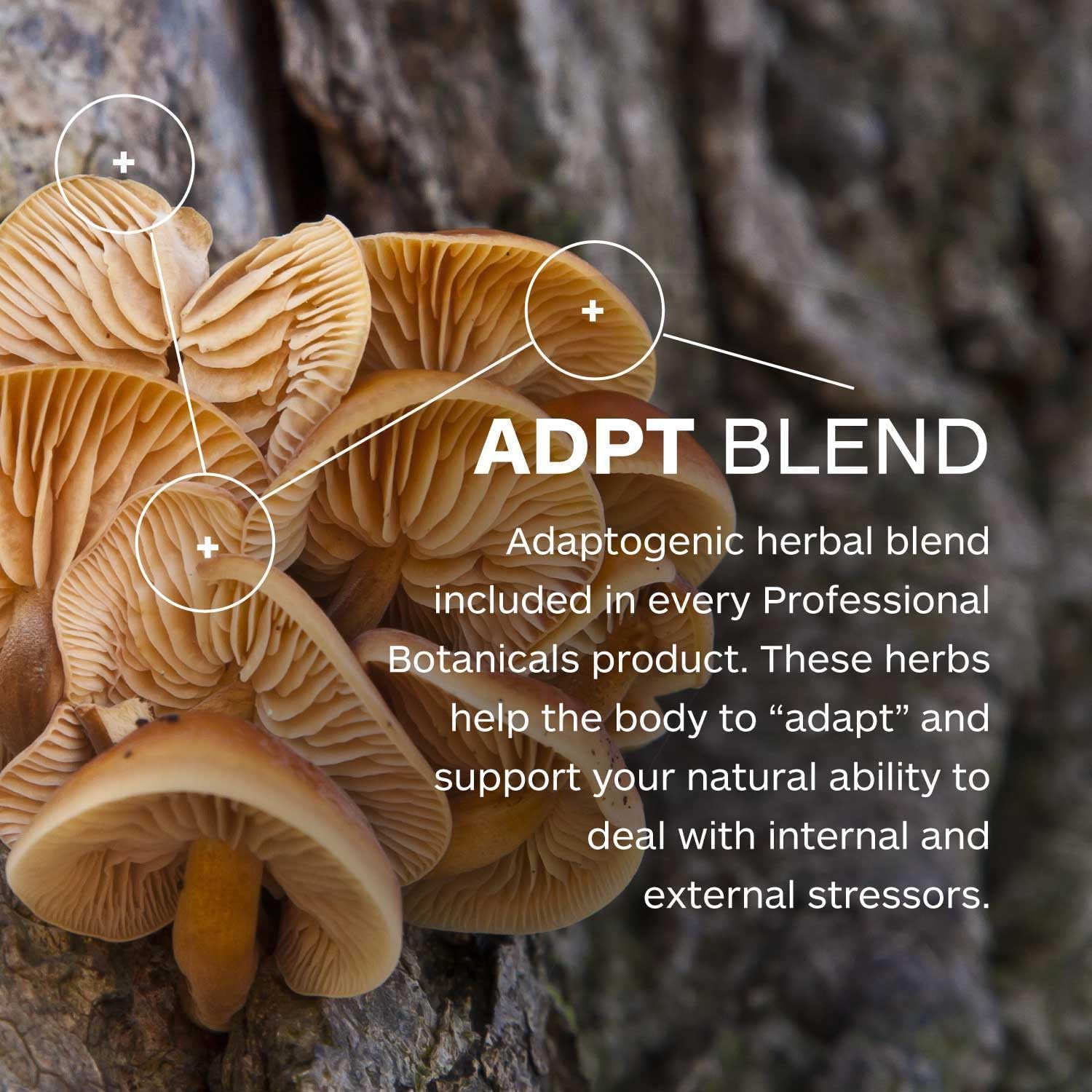 Botanicals Circ-Q: Support Healthy Blood Circulation & Vein Health - 60 Veg Capsules