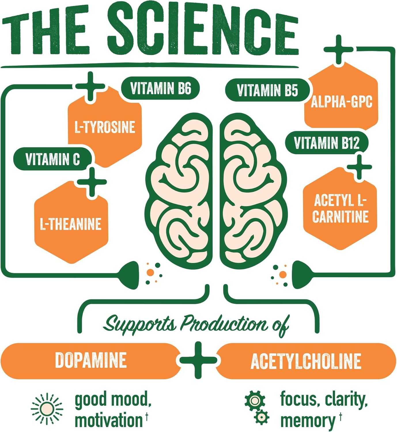 BrainJuice Brain Support Shot, Pre Workout Energy Shot with Alpha GPC, Vitamin B, Green Tea Extract, Pomegranate Acai, 2.5 fl oz, 12 Pack