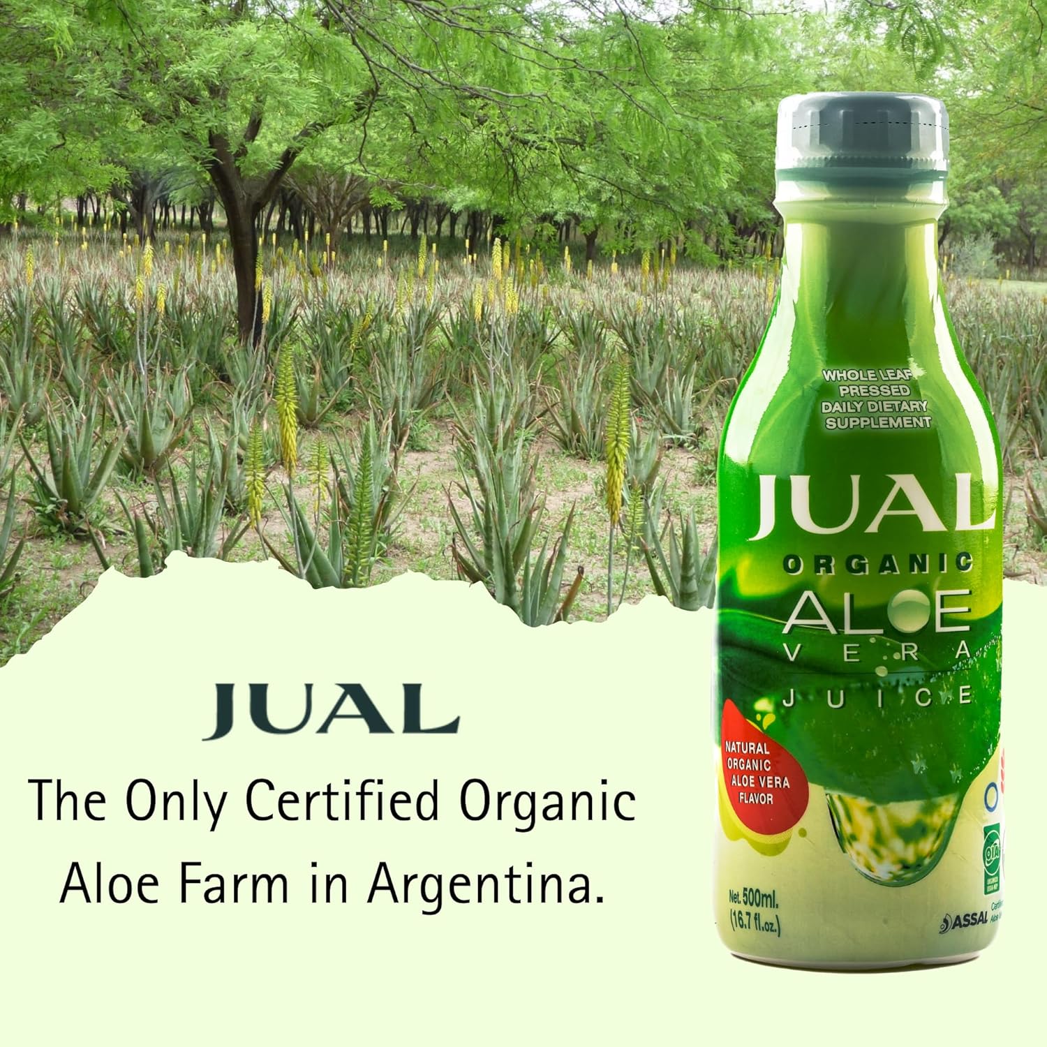 Buy JUAL Healthy Organic Aloe Vera Juice 16.7 Fl Oz - Natural Flavor - Vegan, Zero Sugar - Pure Aloe Juice for Gut Health - Immune Booster - 500ml (1 Pack)