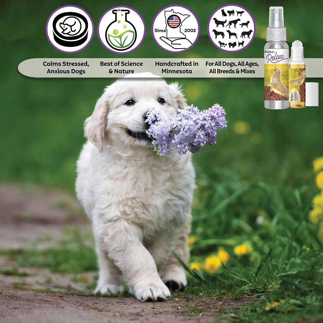 Calming Aromatherapy Spray for Golden Retrievers to Ease Anxiety and Relaxation