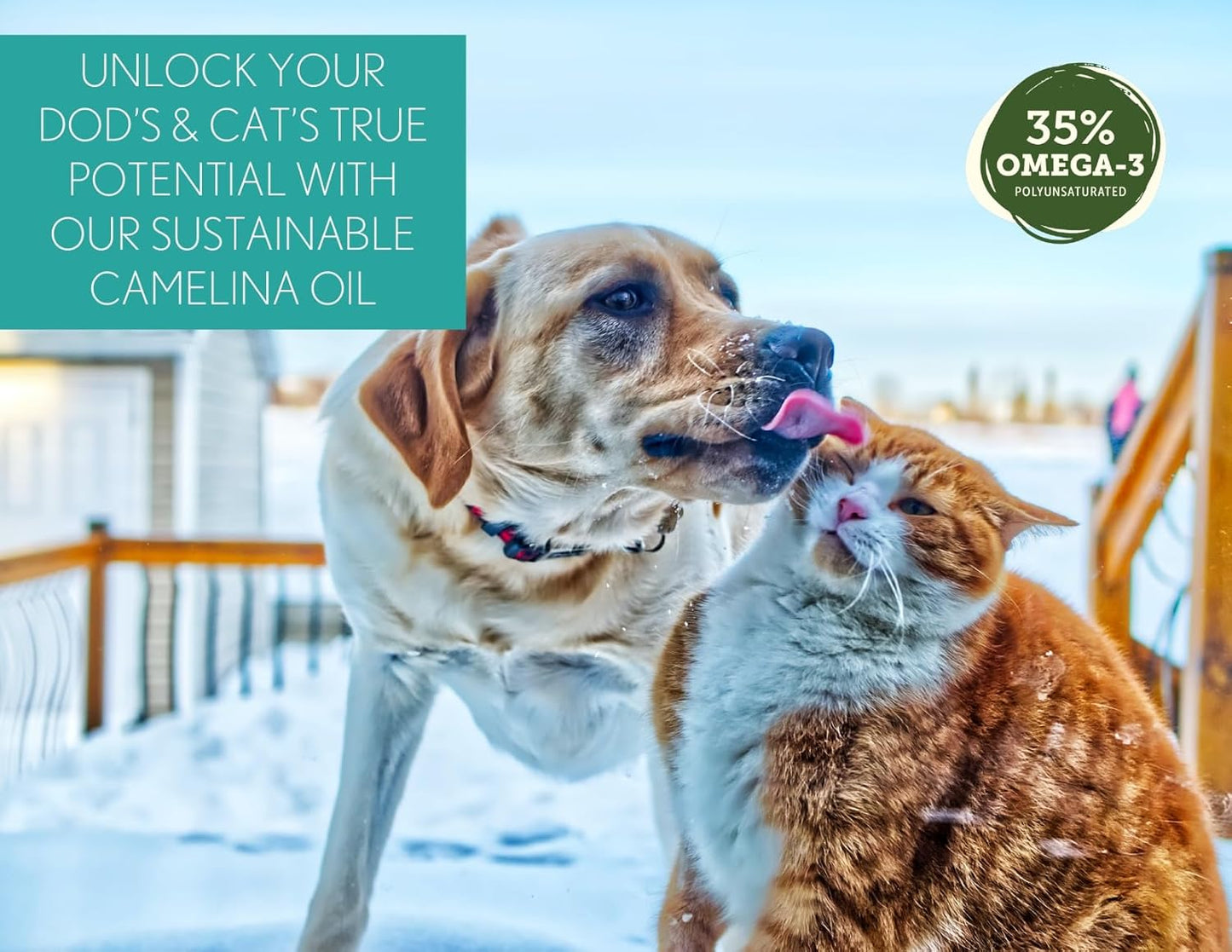 Camelina Oil for Dogs & Cats, 500mL - High in Omega-3 & Vitamin E - Supports Healthy Joints, Coat & Skin - Canadian-Made - Non-GMO - by Olimega Farm