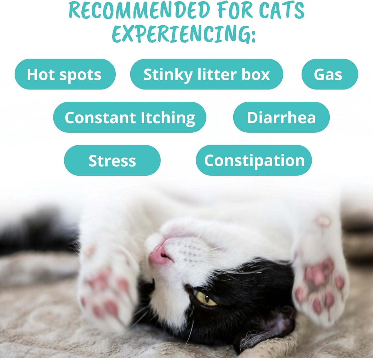 Cat Probiotic Chews for Digestive Health | 60 Soft Chews | Promotes Gut Balance & Normal Digestion