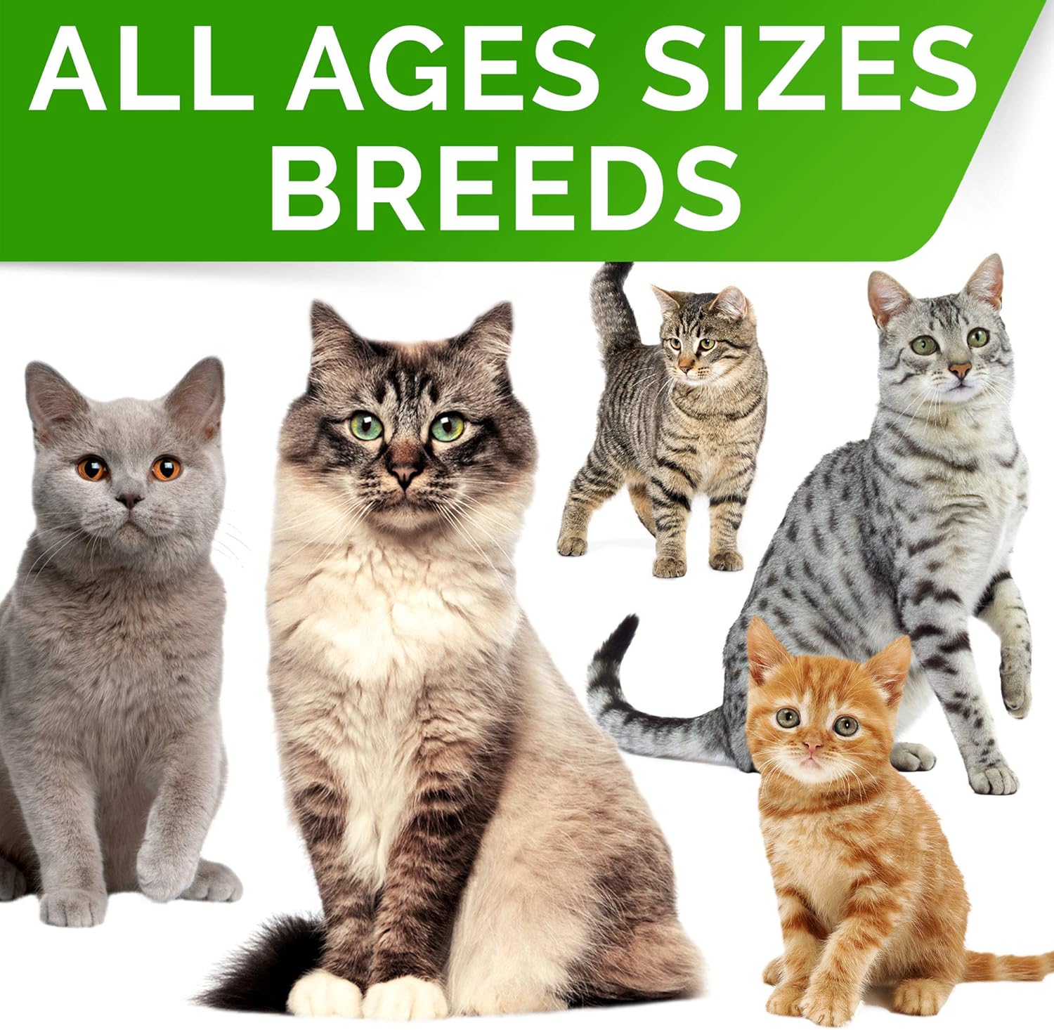 Cat Probiotic Powder for Digestive Health - Indoor Cat Probiotics for Diarrhea, Constipation Relief, and Overall Wellness - Pet Health Supplement for Cats