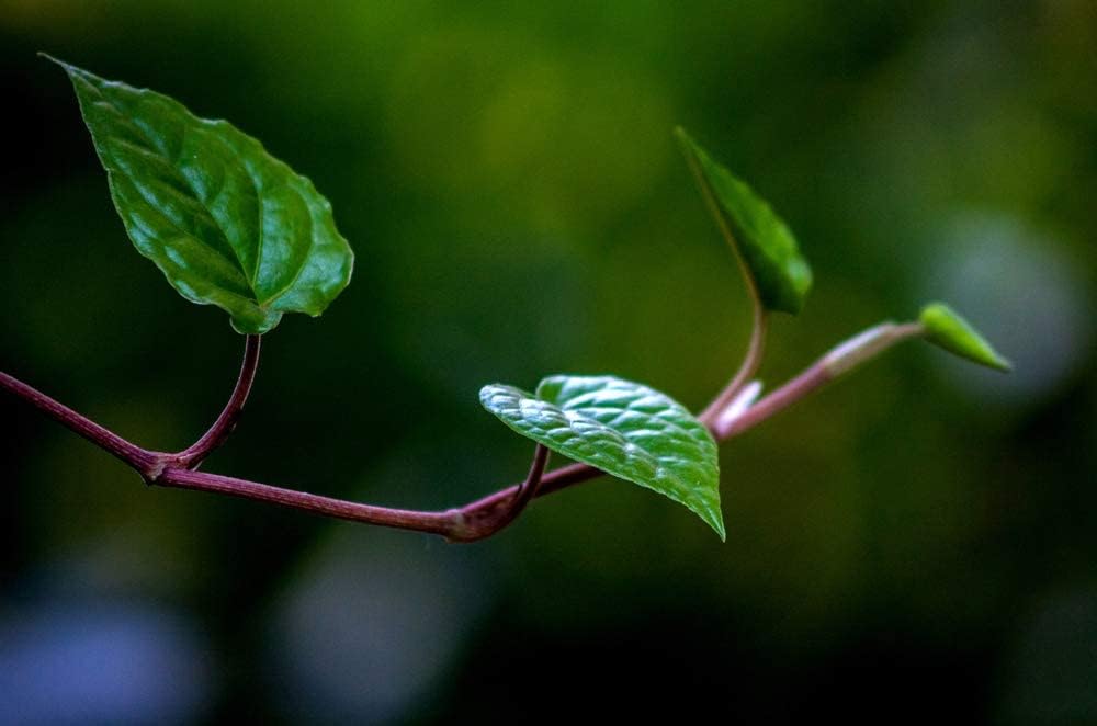 Cedar Bear Naturals Kava Calm Liquid Herbal Supplement for Central Nervous & Digestive Systems - 2 FL Oz