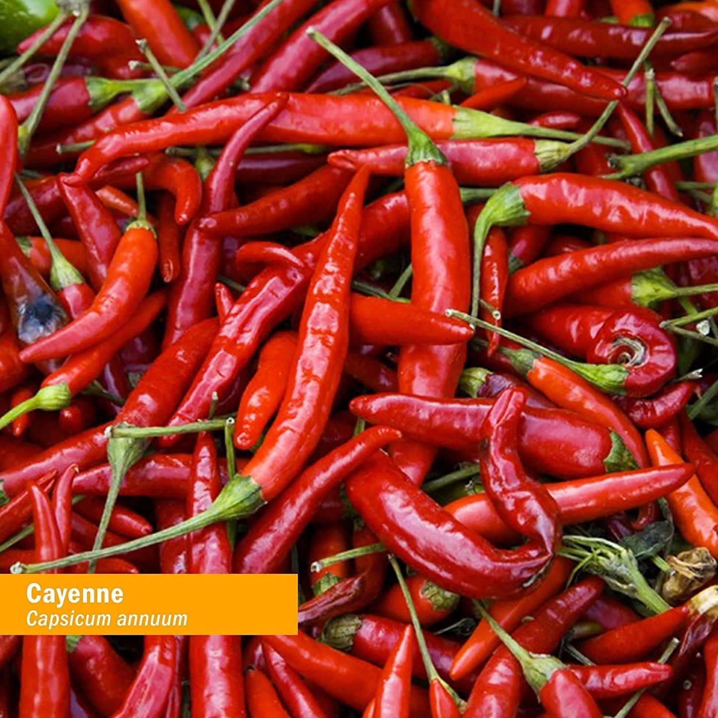 Certified Organic Cayenne Extract for Cardiovascular and Circulatory Support - 1 Ounce by Herb Pharm