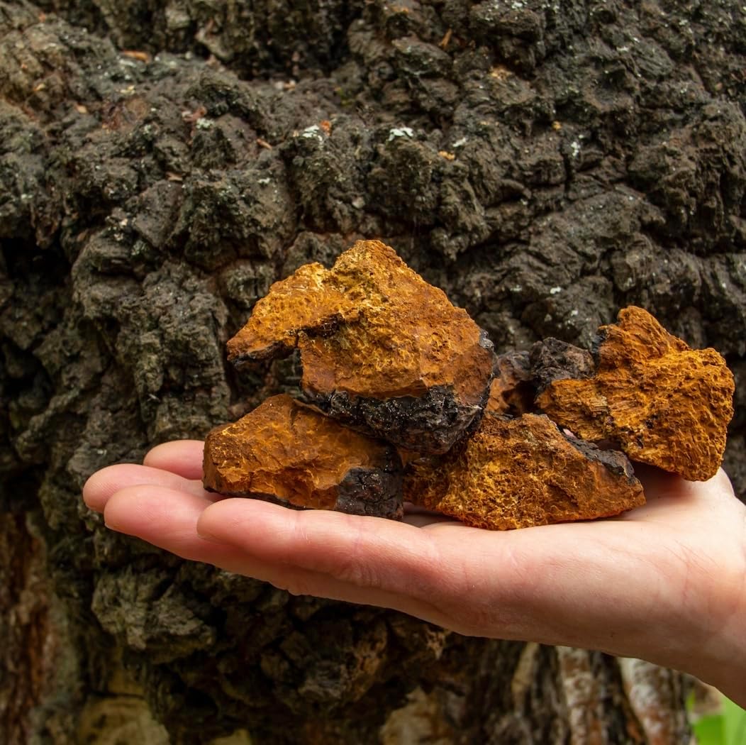 Certified Organic Chaga Mushroom Tincture (4 oz) | Immune Support, Energy, & Balance | Vegan, Non-GMO | Adaptogenic, Nootropic | Made in USA