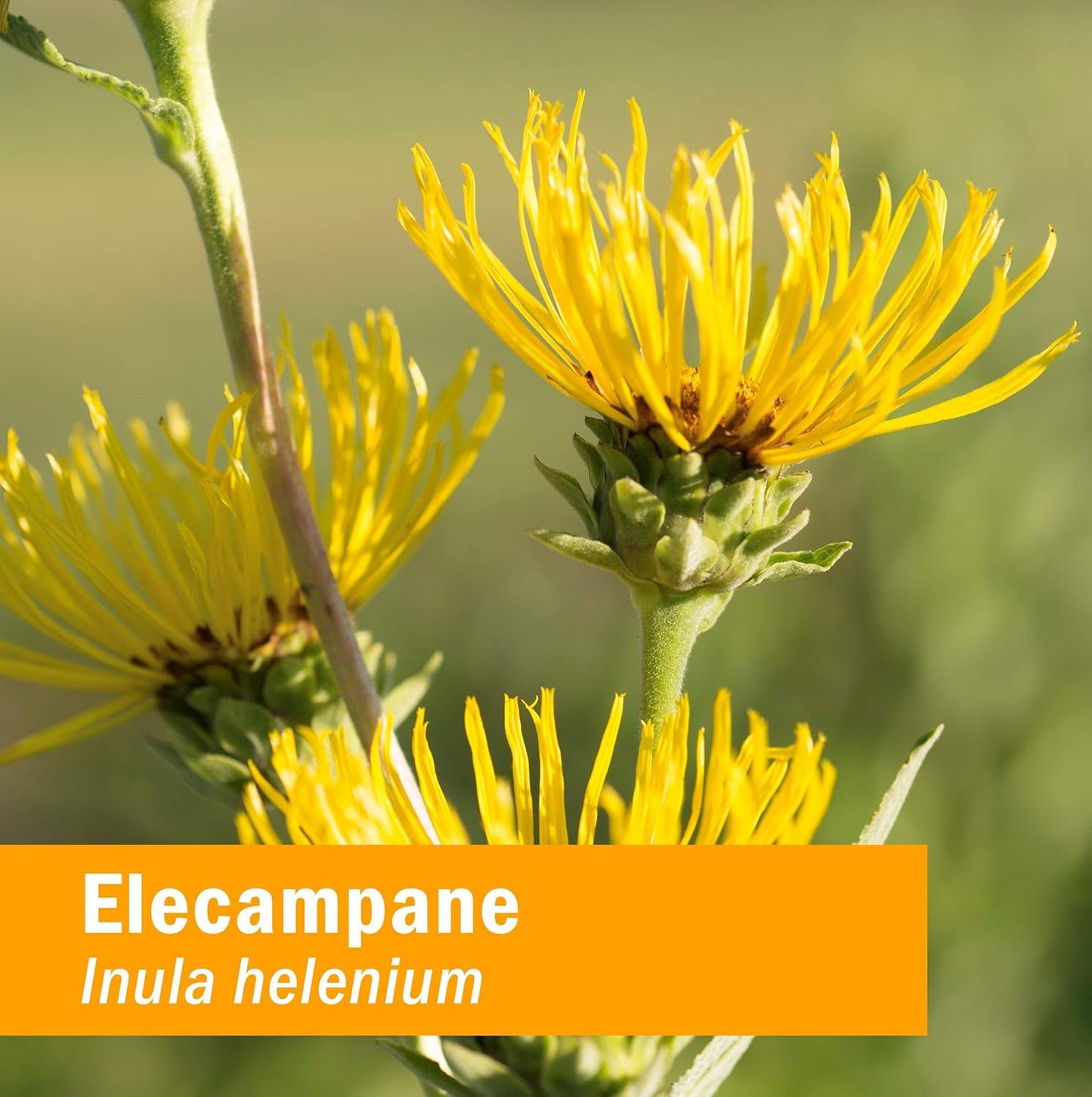 Certified Organic Elecampane Liquid Extract for Respiratory Support - 4 oz Bottle by Herb Pharm