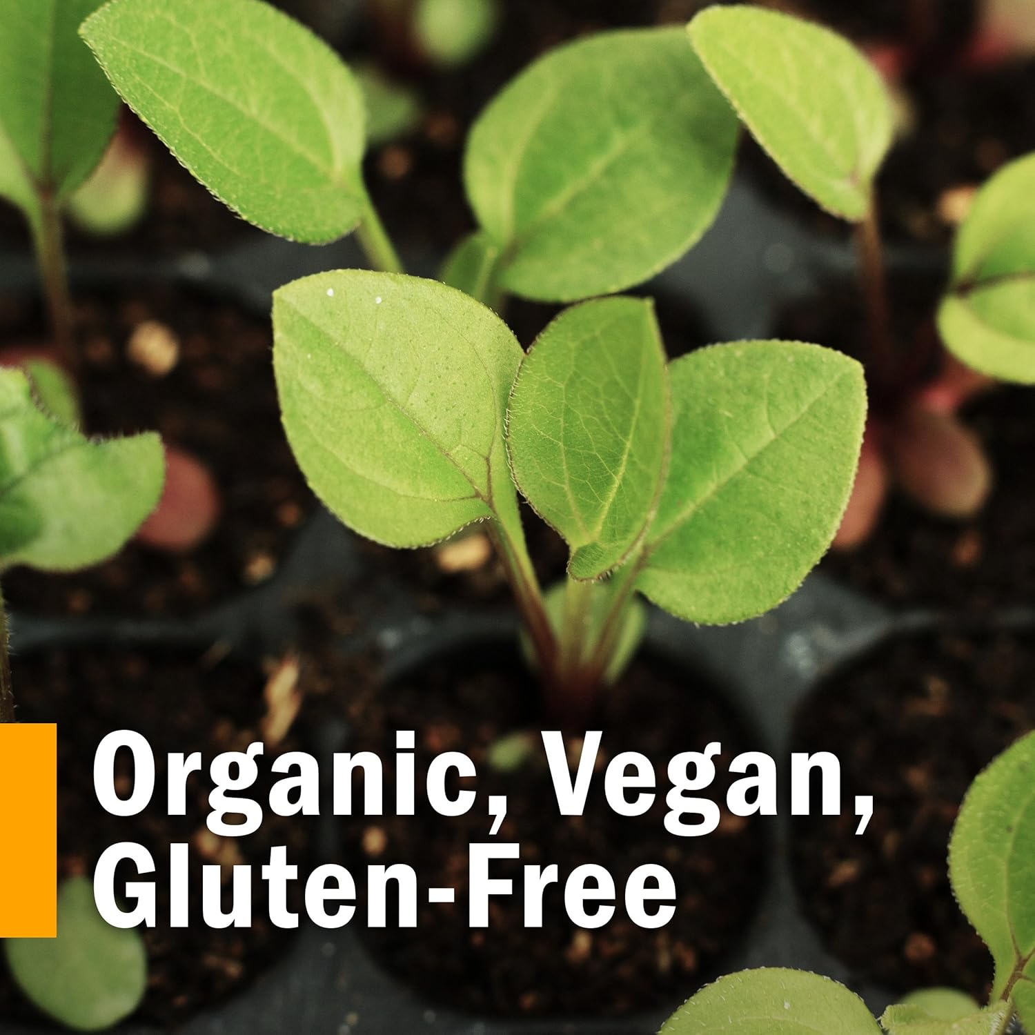 Certified Organic Ginger Liquid Extract for Digestive Support - 1 Ounce by Herb Pharm