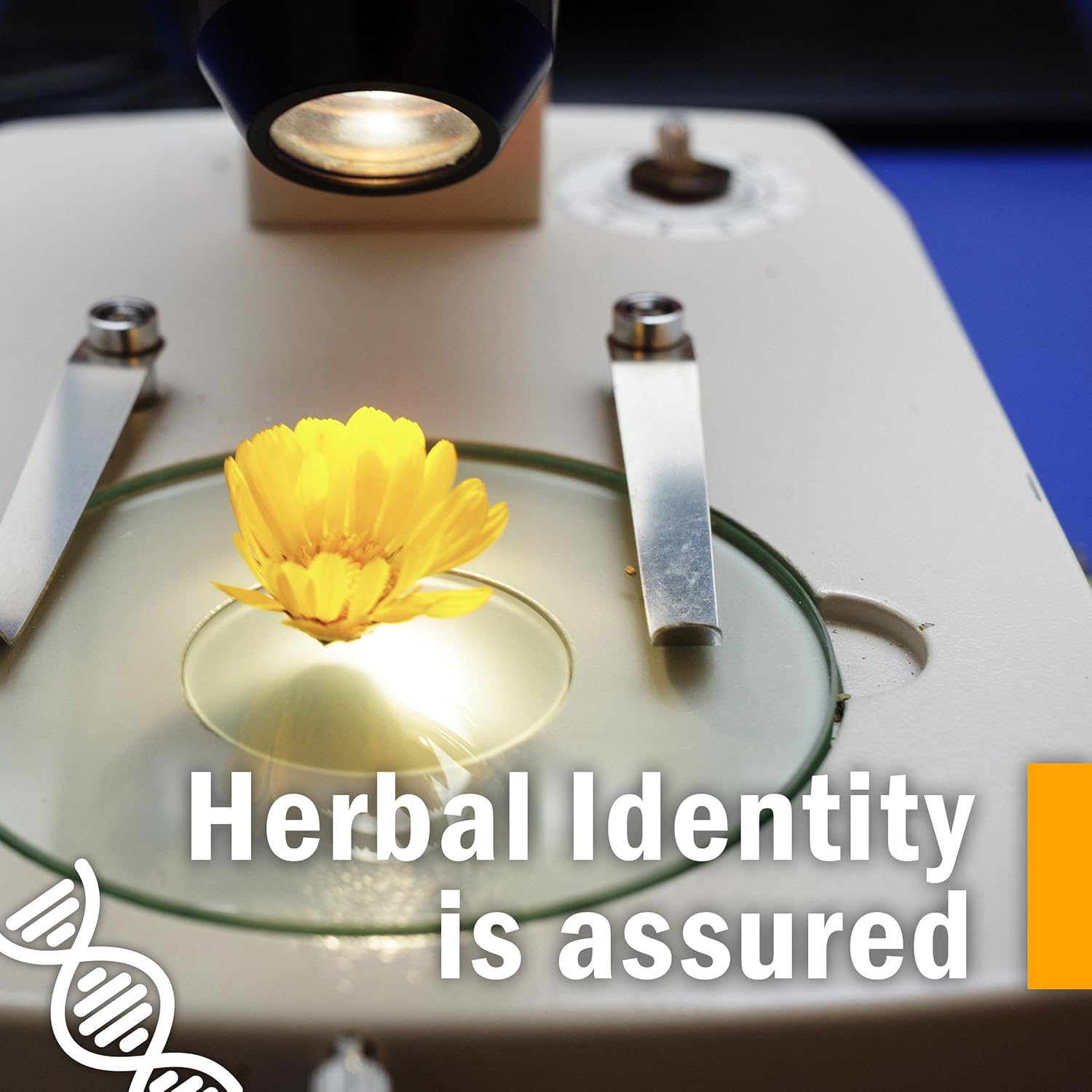 Certified Organic Ginger Liquid Extract for Digestive Support - 1 Ounce by Herb Pharm