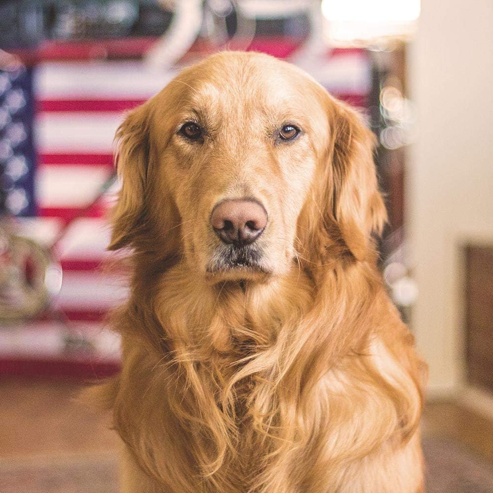 Certified Organic Immune Booster Chews for Large Dogs - Veterinarian Recommended Mushroom Supplement - 90 Pack