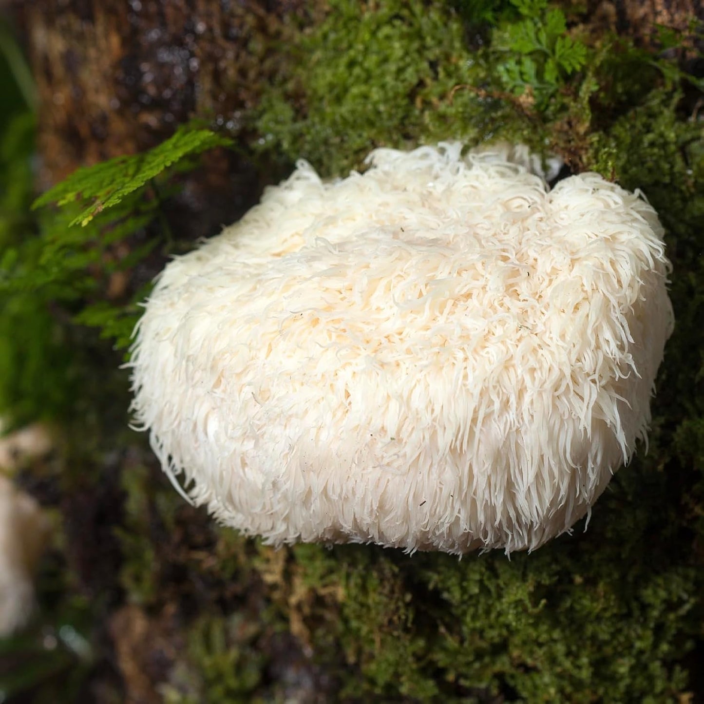 Certified Organic Lion's Mane Mushroom Tincture (2 oz) | USA-Made Fruiting Body Extract | Boost Focus & Memory | Vegan & Non-GMO | Adaptogenic Nootropic