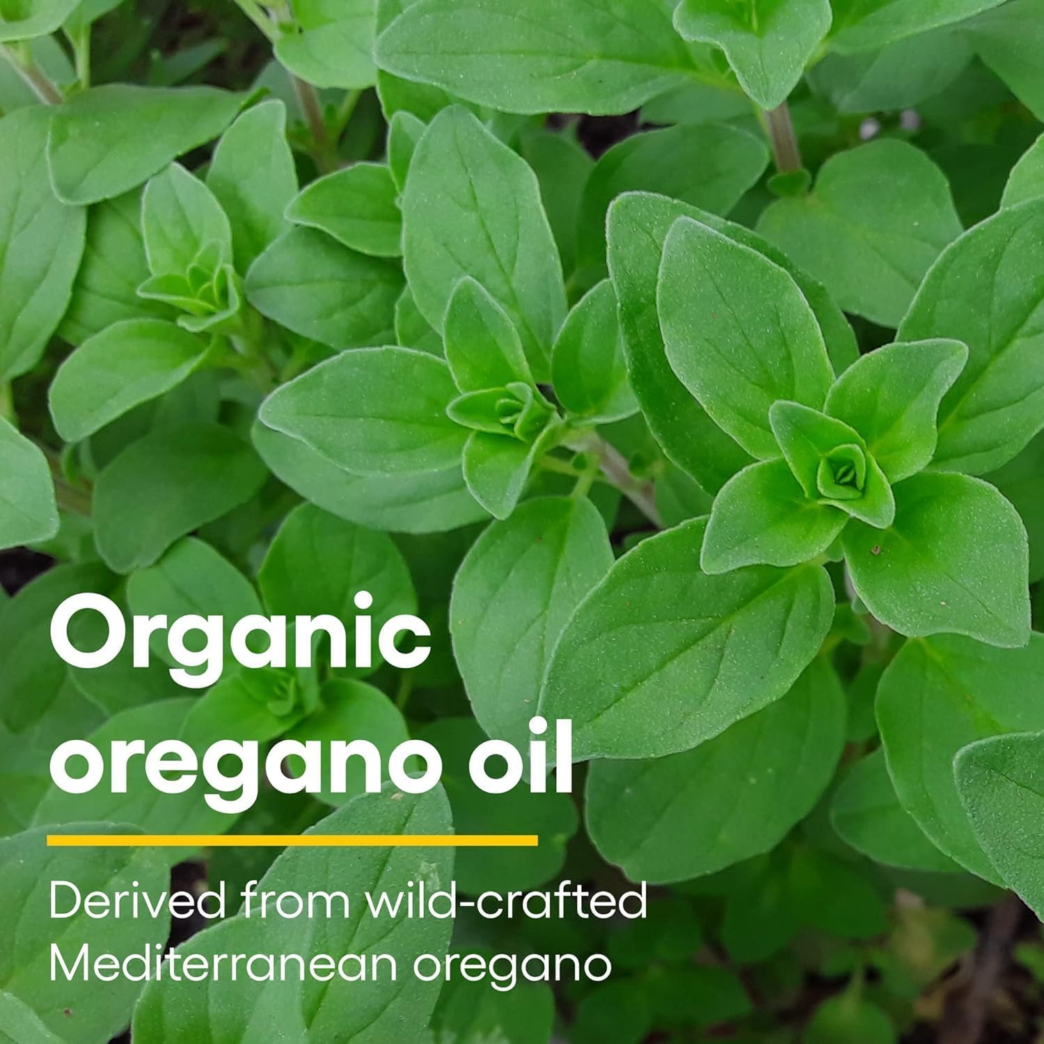 Certified Organic Oil of Oregano for Immune Support - Vegan Herbal Supplement, 2 Oz Bottle