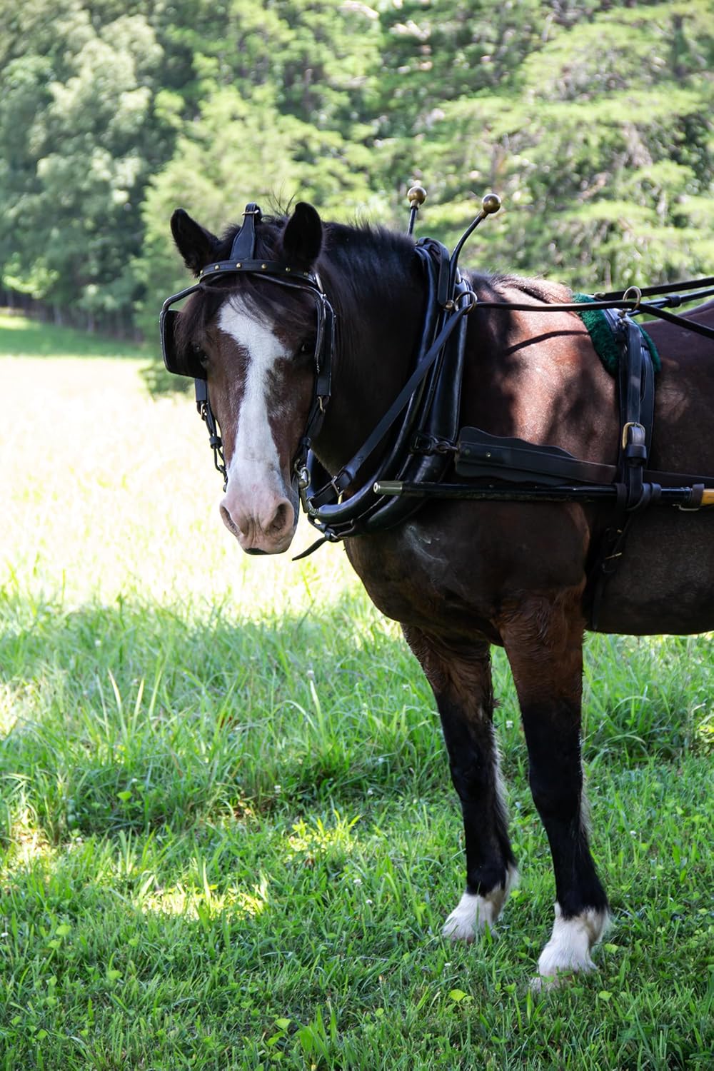 Certified Organic Performance Horse Feed with 12% Protein - Corn-Free and Soy-Free - 40 lbs Horse Feeder with Grains and Oats - Ideal for Horses in Light to Moderate Work
