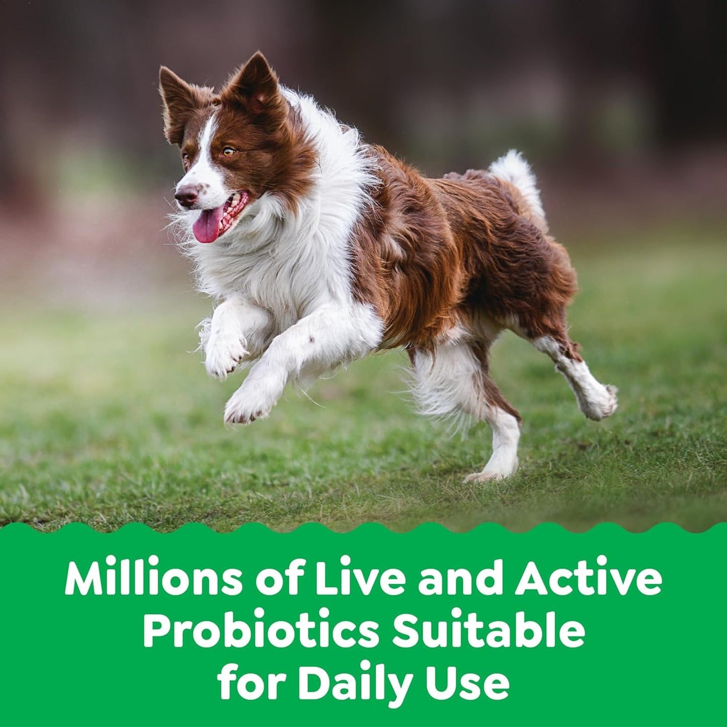 Chicken Flavor Greenies Digestive Health Probiotics Soft Chews for Dogs - 80 ct. Tub, 15.6 oz.