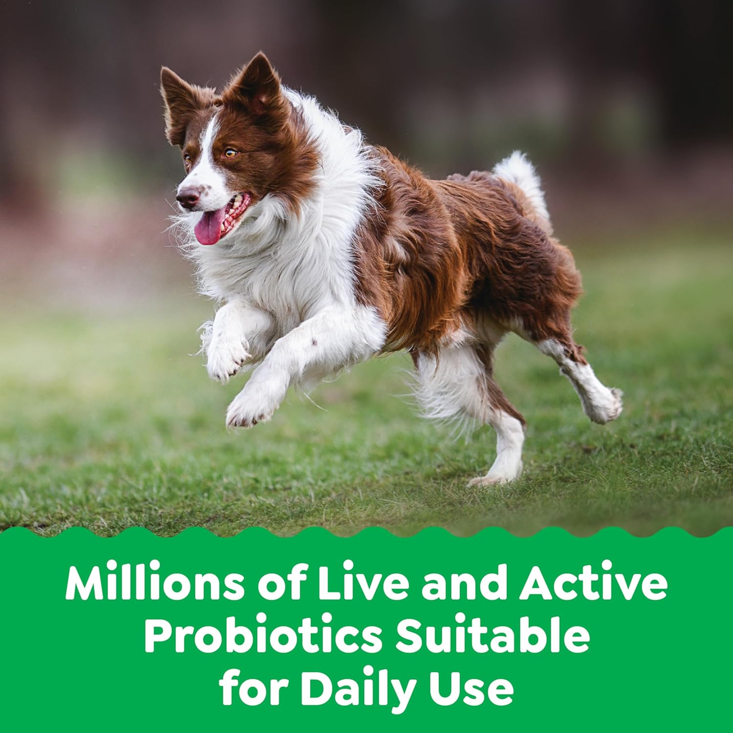 Chicken Flavor Greenies Digestive Health Probiotics Soft Chews for Dogs - 80 ct. Tub, 15.6 oz.