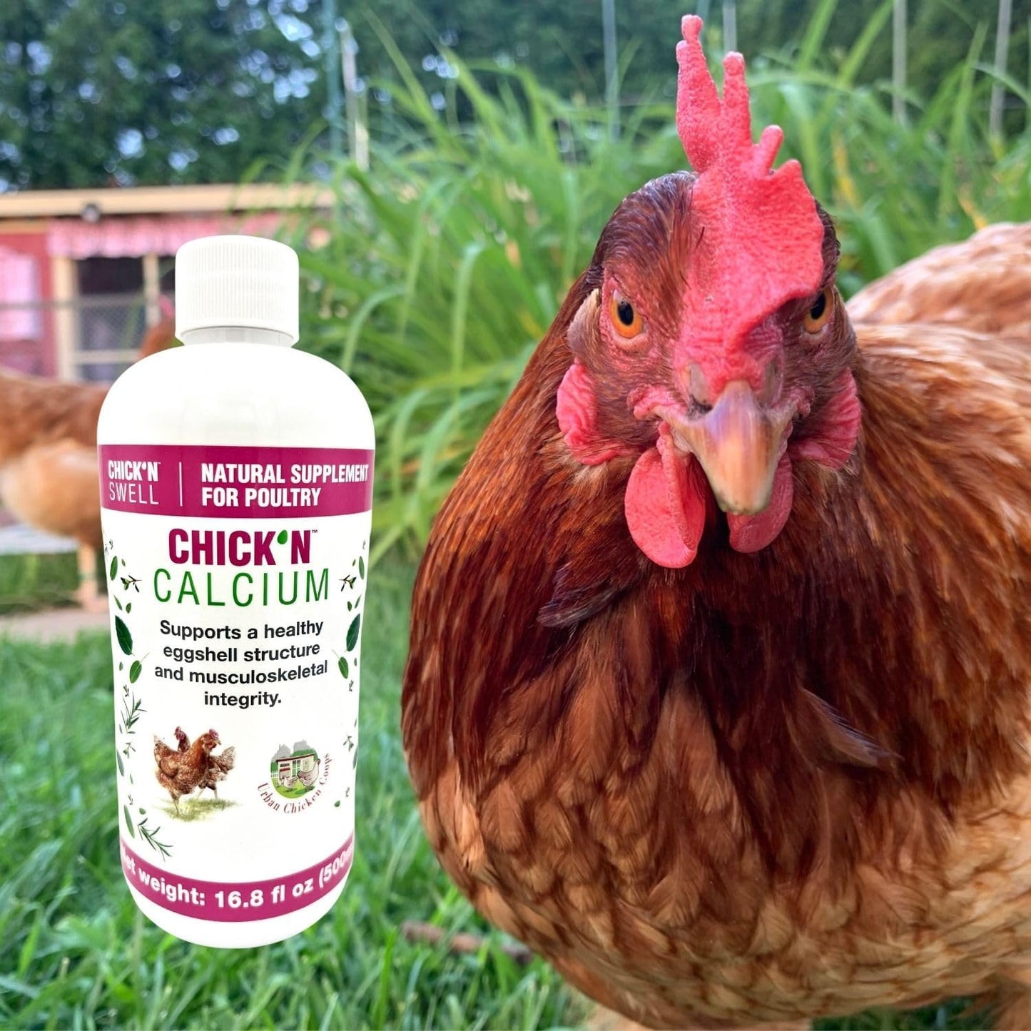 Chick’N Swell Premium Poultry Calcium Supplement for Bone Health and Egg Production - 16.8 oz - Suitable for All Poultry - Makes 80 Gallons