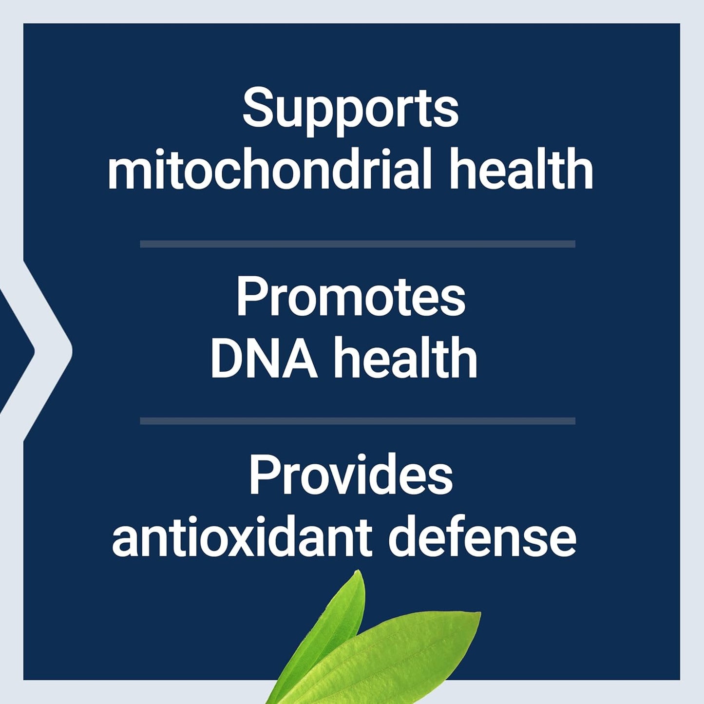Chlorophyllin Capsules for Antioxidant and DNA Health Support - 100 Vegetarian Capsules, Gluten-Free, Non-GMO