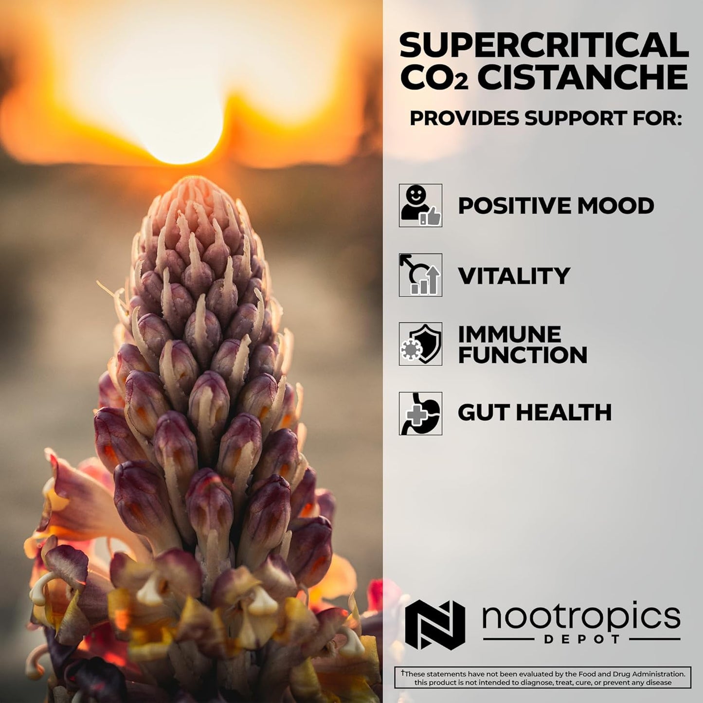 Cistanche Supercritical CO2 Extract Capsules | 20% Echinacoside & Verbascoside | 60 Count by Nootropics Depot