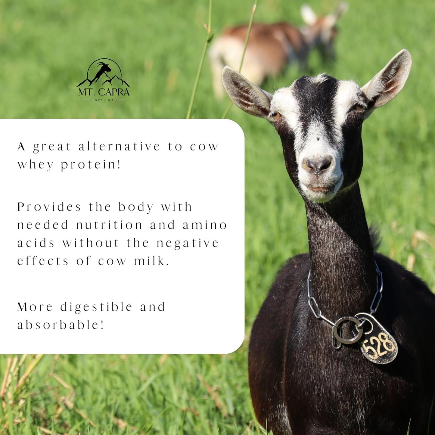 Clean Grass-Fed Goat Whey Protein Powder | High Protein, All Natural, Non-GMO | Undenatured, Unsweetened | 15 Servings - 16 oz