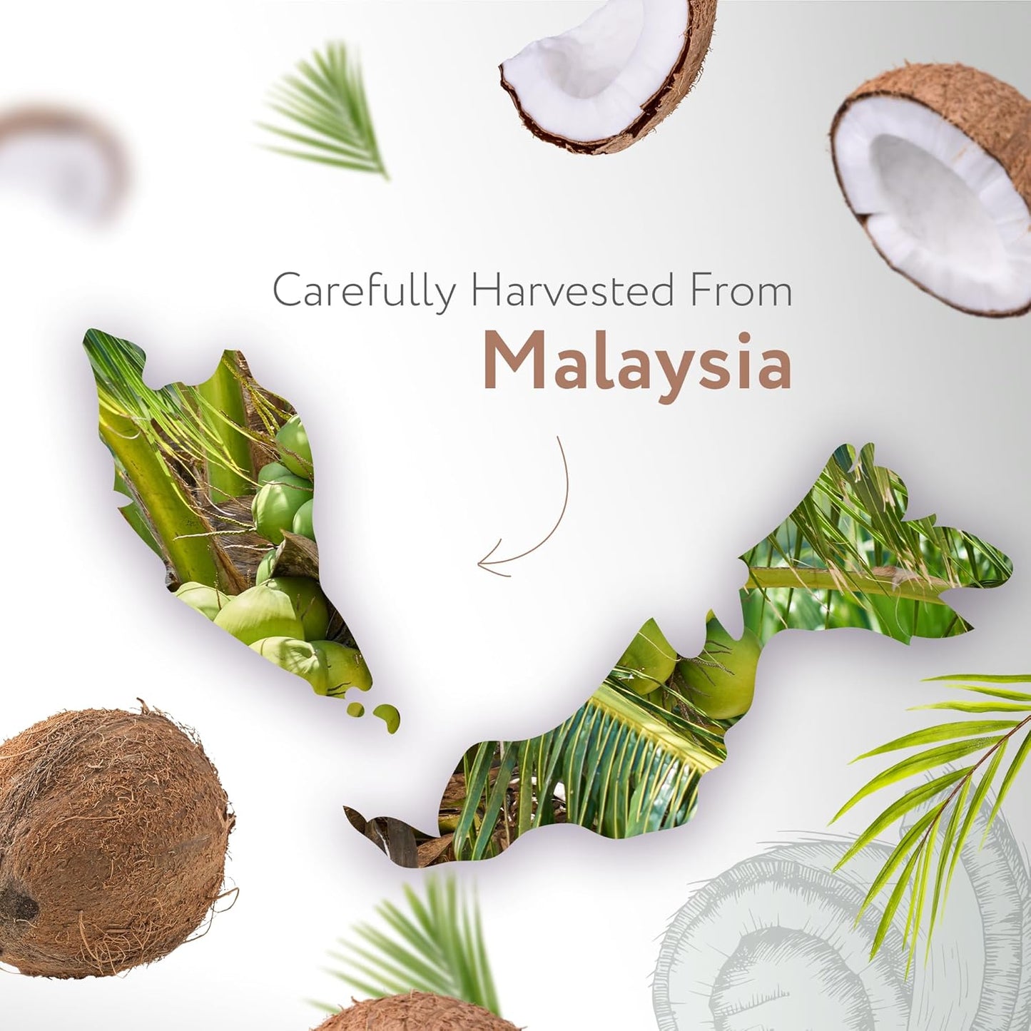 Cold Pressed California Coconut MCT Oil - 16 fl oz (475ml) Value Size - Natural Carrier Oil for Massage, Aromatherapy - Face, Body, Lips, Hair - HBNO