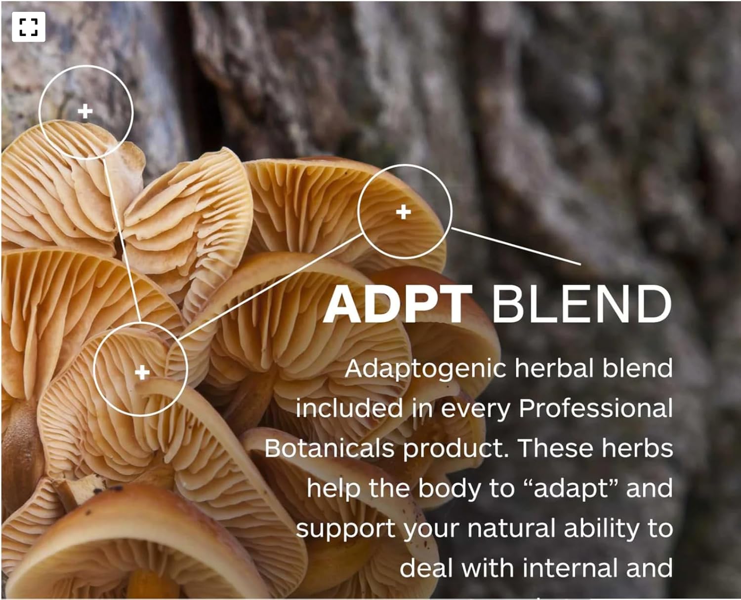 Cranberry Complex Capsules - 60 Count for Urinary and Immune Health