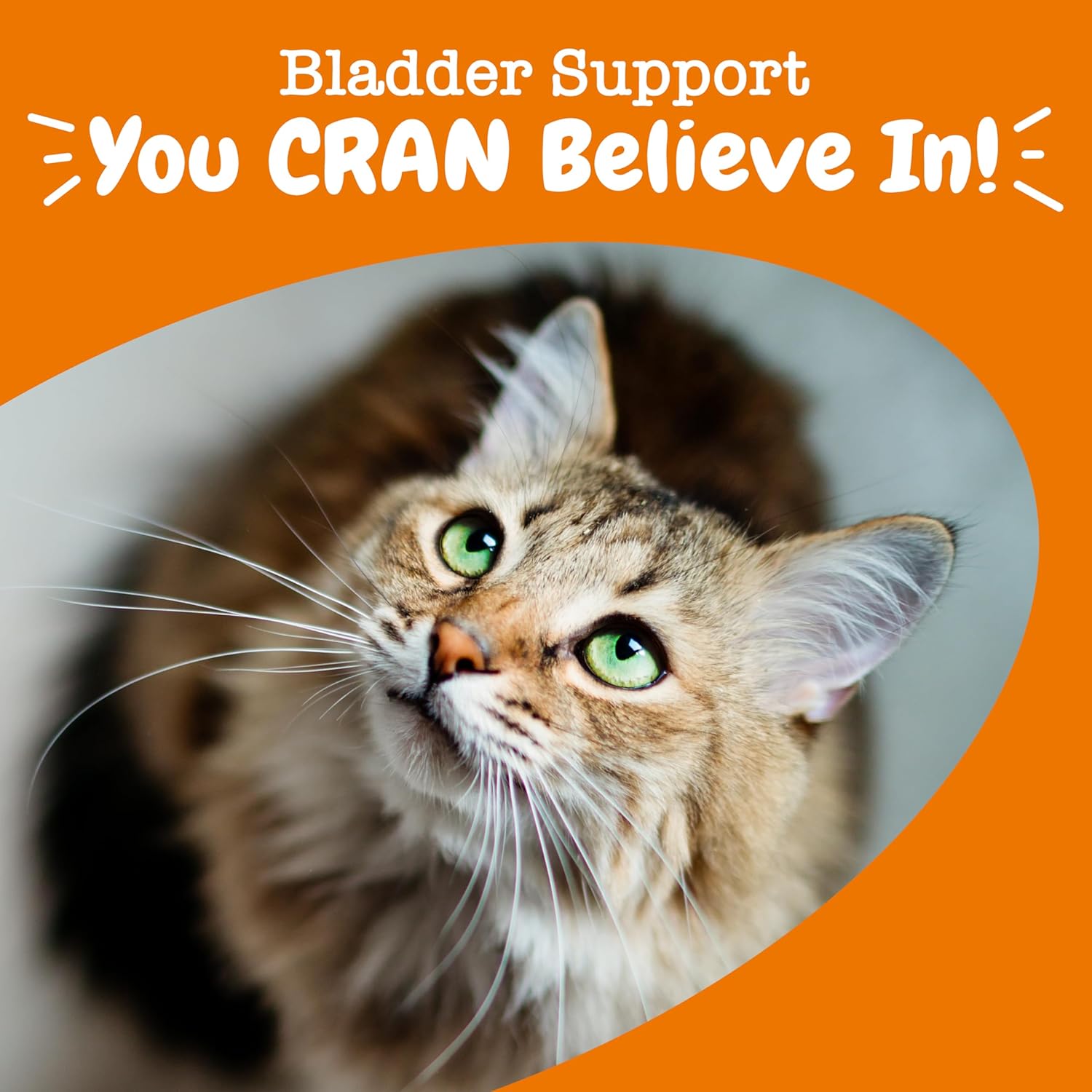 Cranberry Urinary Tract Bites for Cats - Supports Kidney & Urinary Health - Soft Chews with D-Mannose, Vitamin B6, L-Arginine - Immune & Gut Support - Bacon Flavor - 60 Count