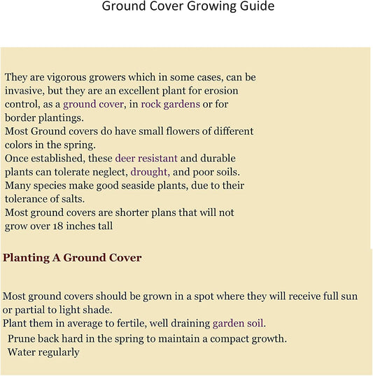 Creeping St. John's Wort 'BRIGADOON' Hypericum Calycinum in 4" Pots - Set of 2 from Daylily Nursery
