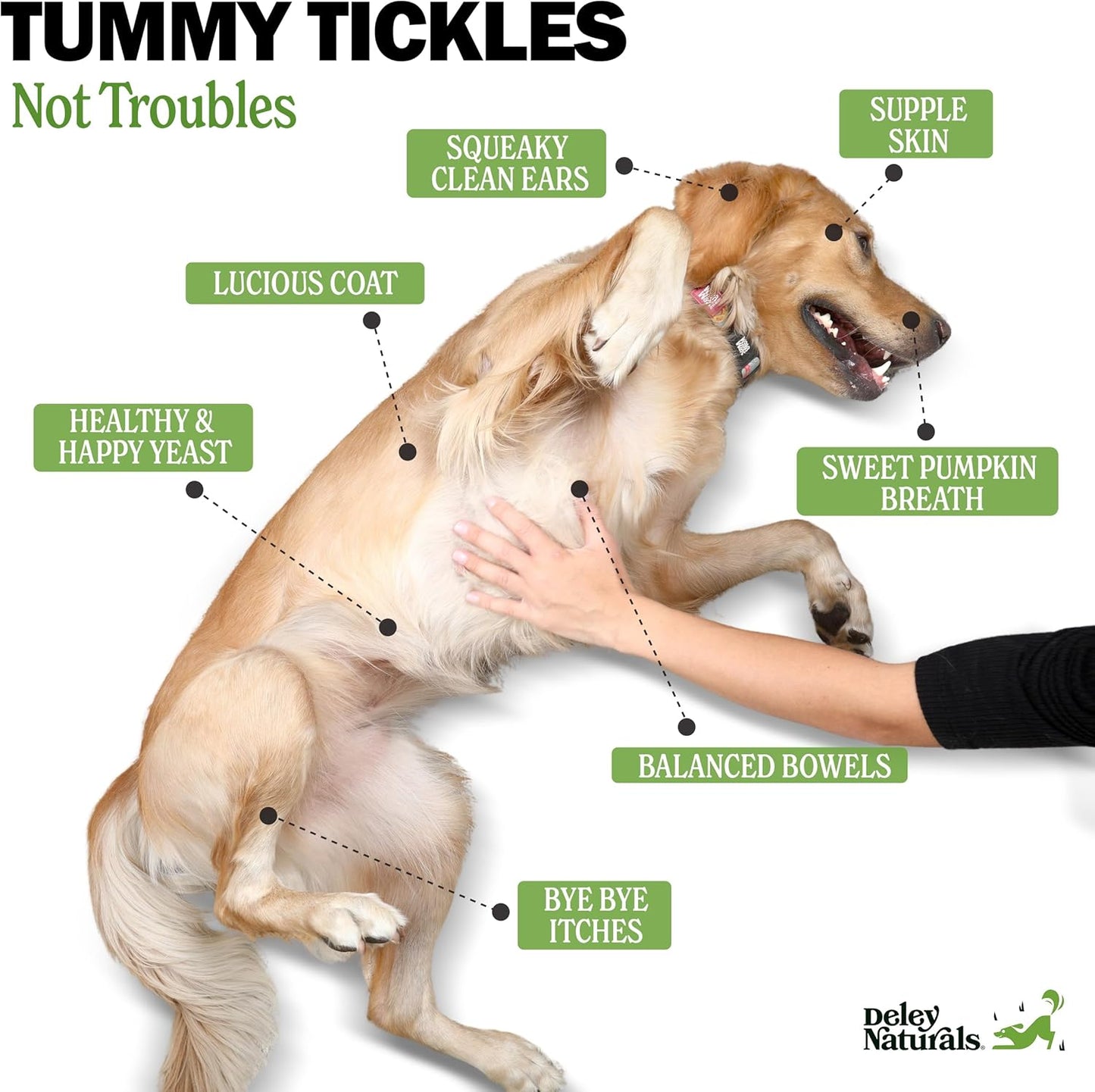 Deley Naturals Probiotic Chews for Dogs - Gut Health Supplement with 5 Billion CFU's, Digestive Enzymes, Prebiotics - Helps with Dog Allergies, Diarrhea, Yeast - Pumpkin Flavor, 90 Count - USA Made