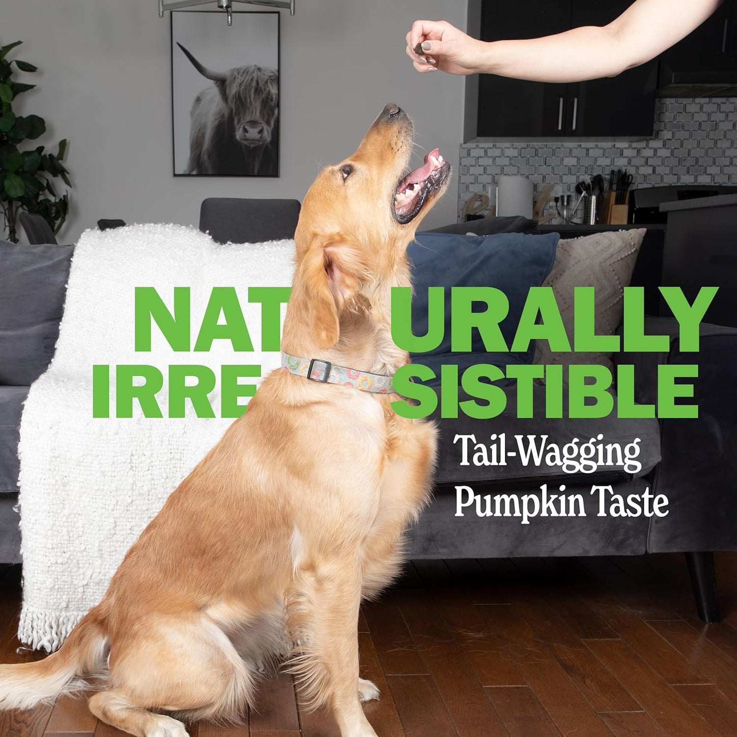 Deley Naturals Probiotic Chews for Dogs - Gut Health Supplement with 5 Billion CFU's, Digestive Enzymes, Prebiotics - Helps with Dog Allergies, Diarrhea, Yeast - Pumpkin Flavor, 90 Count - USA Made