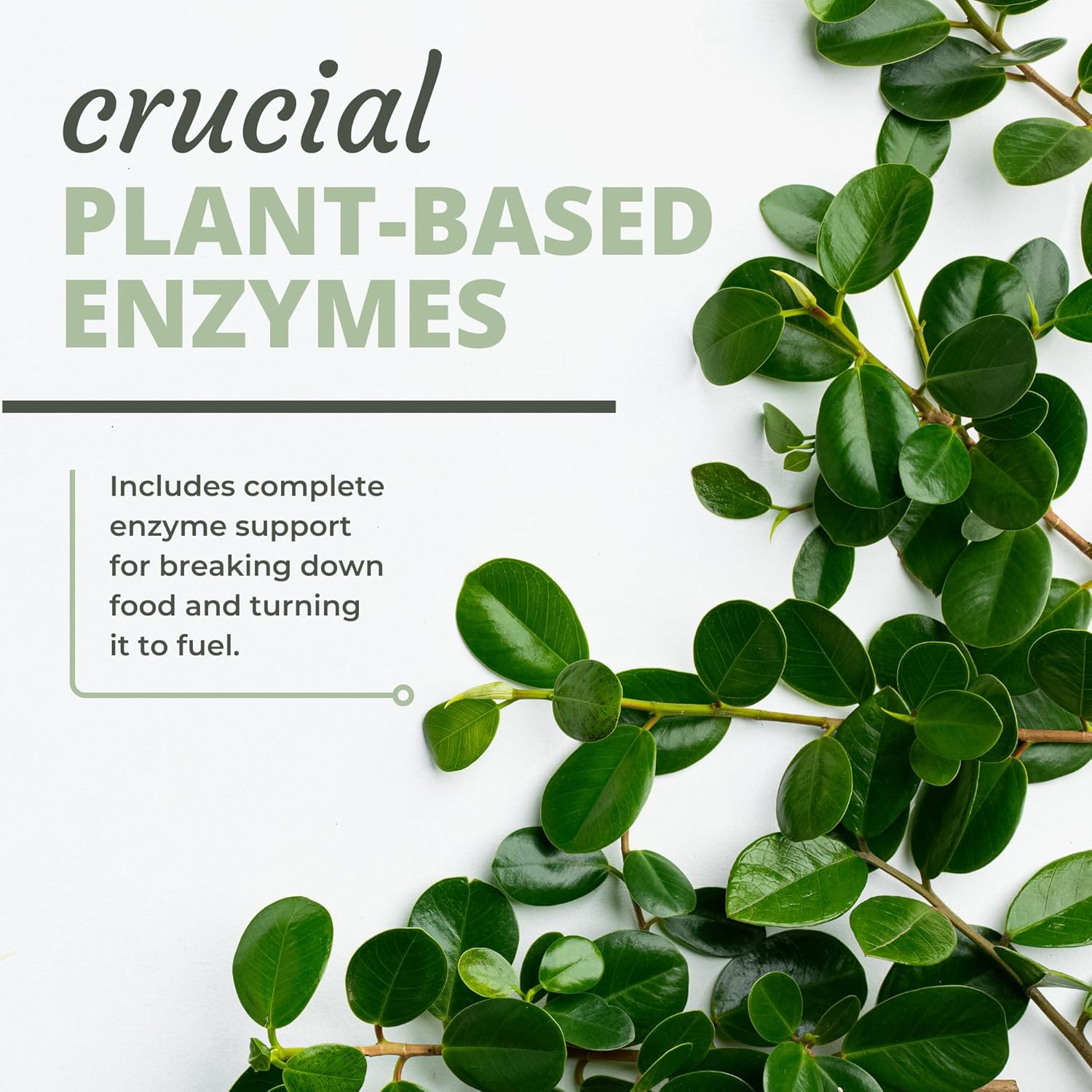 Digest-A-Meal Enzyme & Probiotic Supplement for Gut Health - Relief for Bloating, Acid Reflux, & Indigestion - Includes Aloe Vera Leaf - 90 Capsules