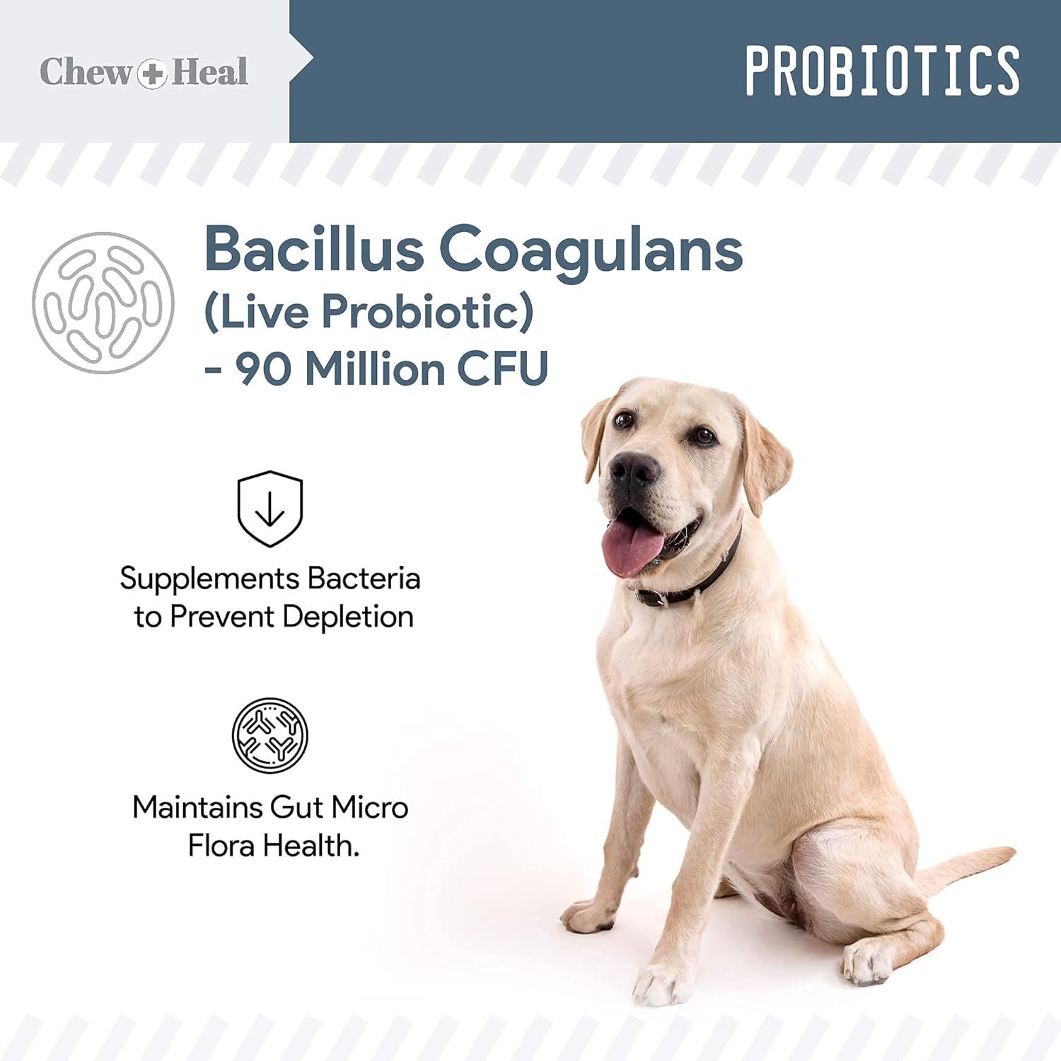 Digestive Enzymes, Probiotics, and Cranberry Soft Chews for Dogs - Supports Digestion and Urinary Health - 120 Chews