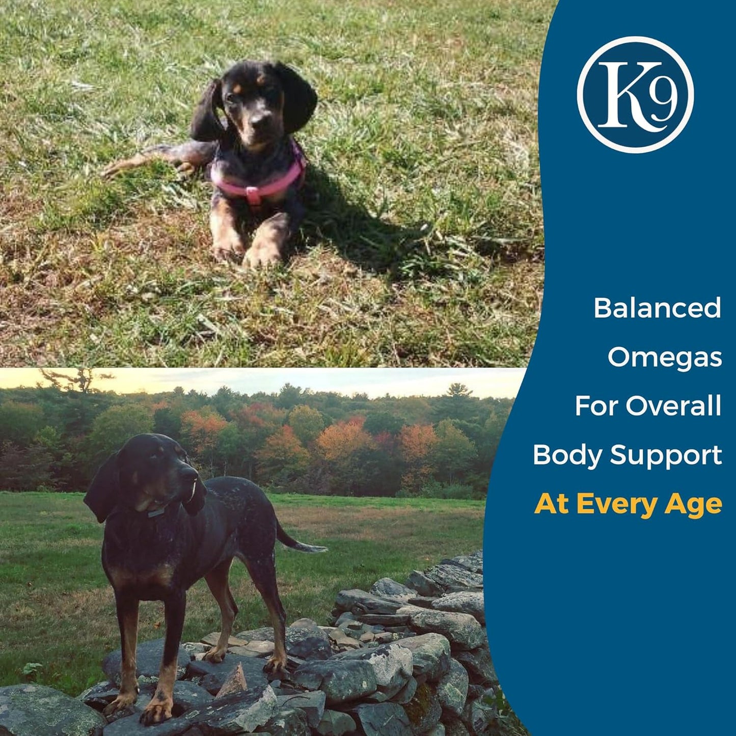 Dog Joint Mobility and Skin Health Supplement - Excel Supplements for Canines