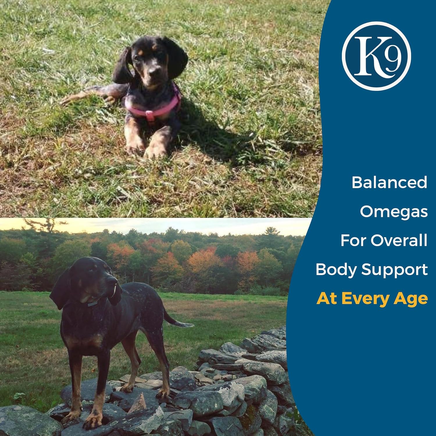 Dog Joint Mobility and Skin Health Supplement - Excel Supplements for Canines