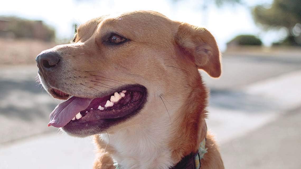 Dog Oral Care Supplement for Bad Breath & Teeth Health - Advanced Support Complex with Vitamins - Promotes Overall Dog Health - 60 Tablets