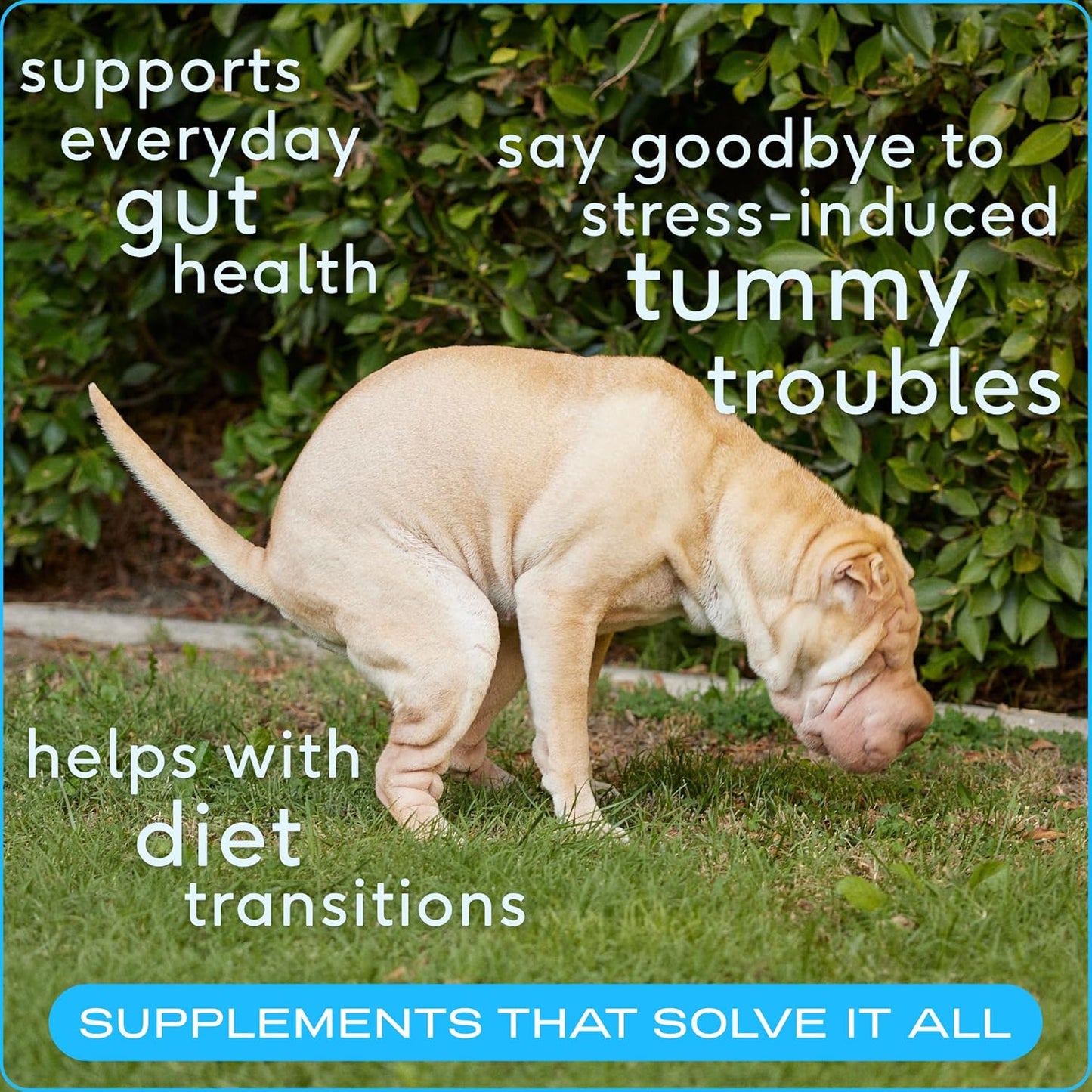 Dog Prebiotic & Probiotic Powder with Bone Broth - 30 Scoops, 4.1 oz - 6 Billion CFU - Vet-Created Digestive Supplement for Dogs