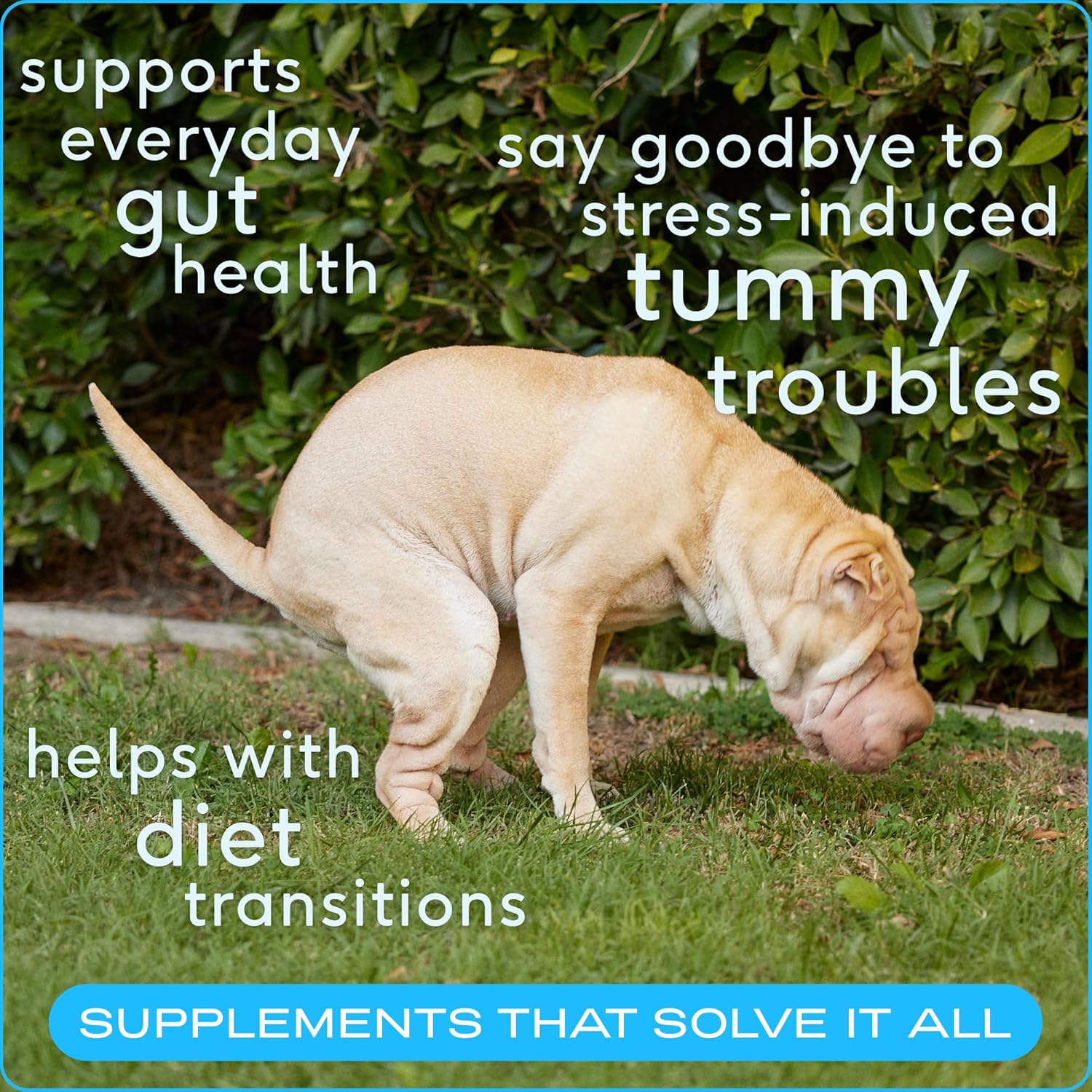 Dog Prebiotic & Probiotic Powder with Bone Broth - 30 Scoops, 4.1 oz - 6 Billion CFU - Vet-Created Digestive Supplement for Dogs